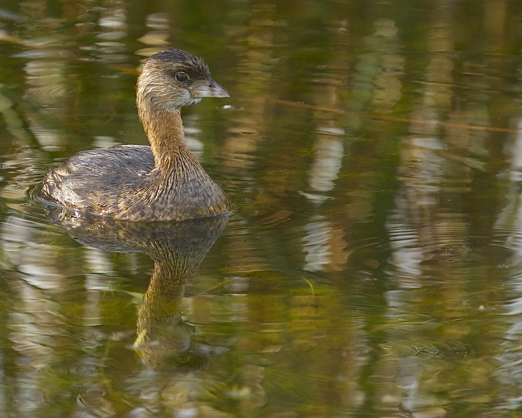 Pie Billed Grebe camouflaged at Viera Wetlands. 