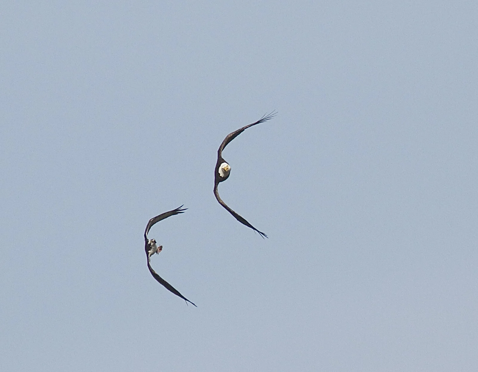 An aerial ballet and battle begins as the Eagle tries to steal the Osprey's fish.