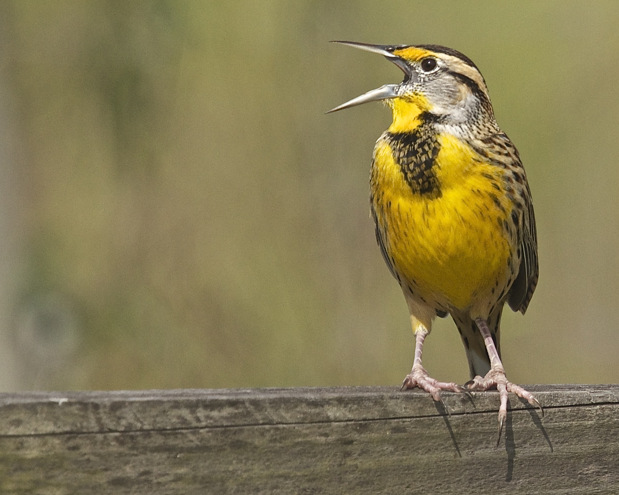 This bird can sing! Hitting a high note.