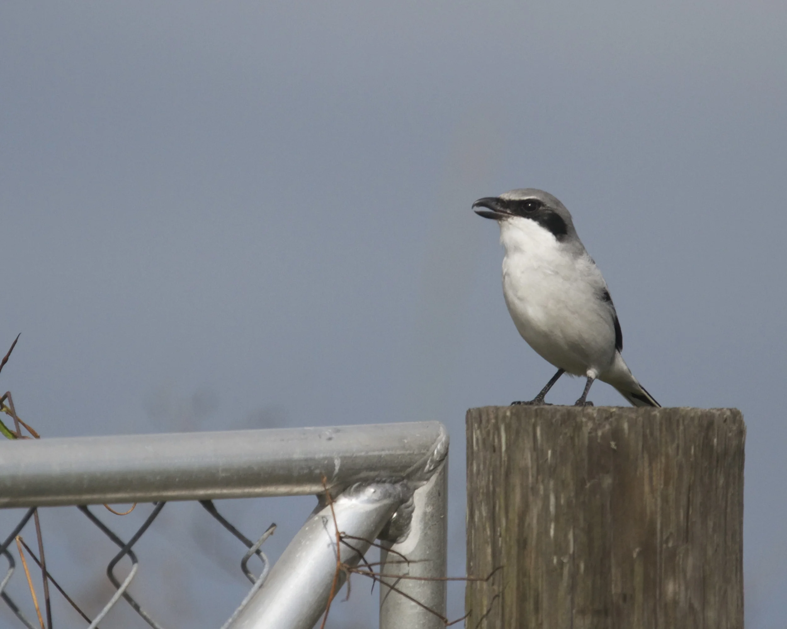 Loggerhead Shrike protests our presence.