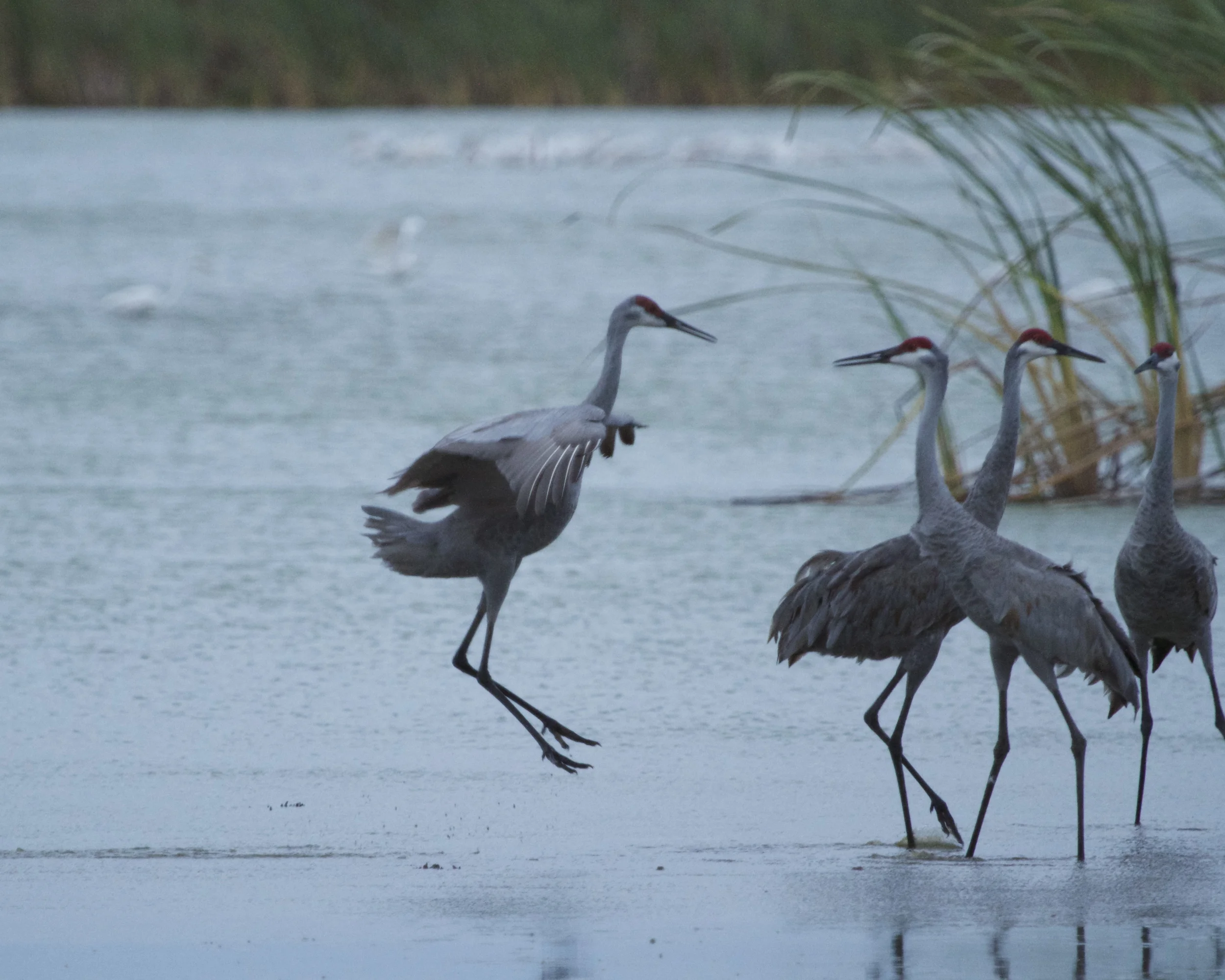 Sandhill Cranes jump with excitement as they anticipate the liftoff.