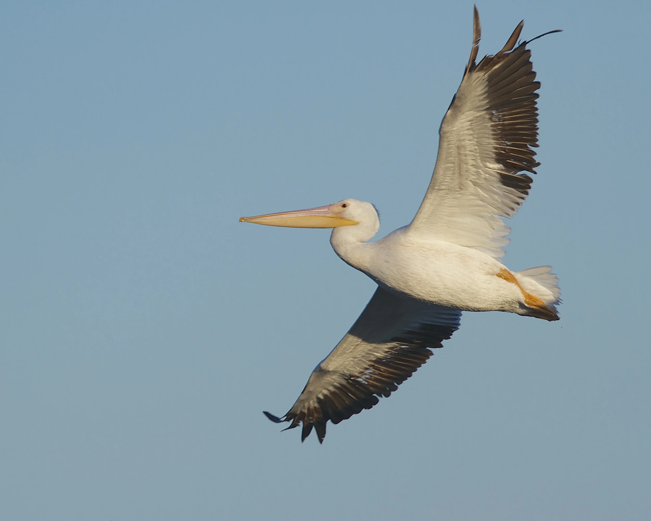 A White Pelican hops over the click pond ahead of me.