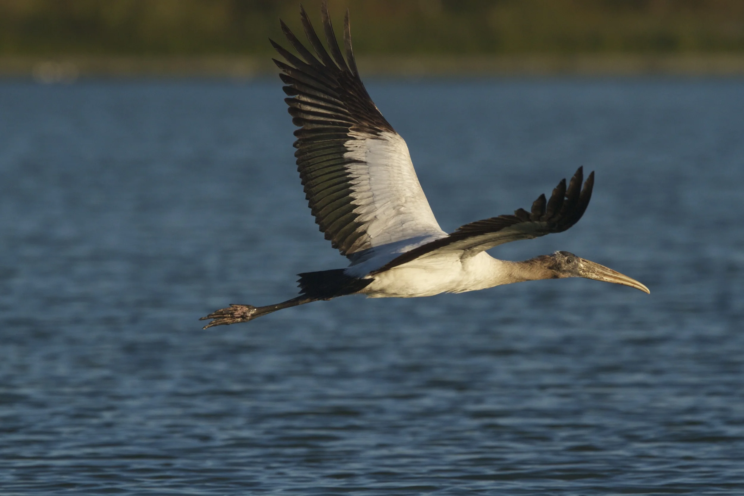 I feel pretty, A Wood Stork lifts off in the morning light.