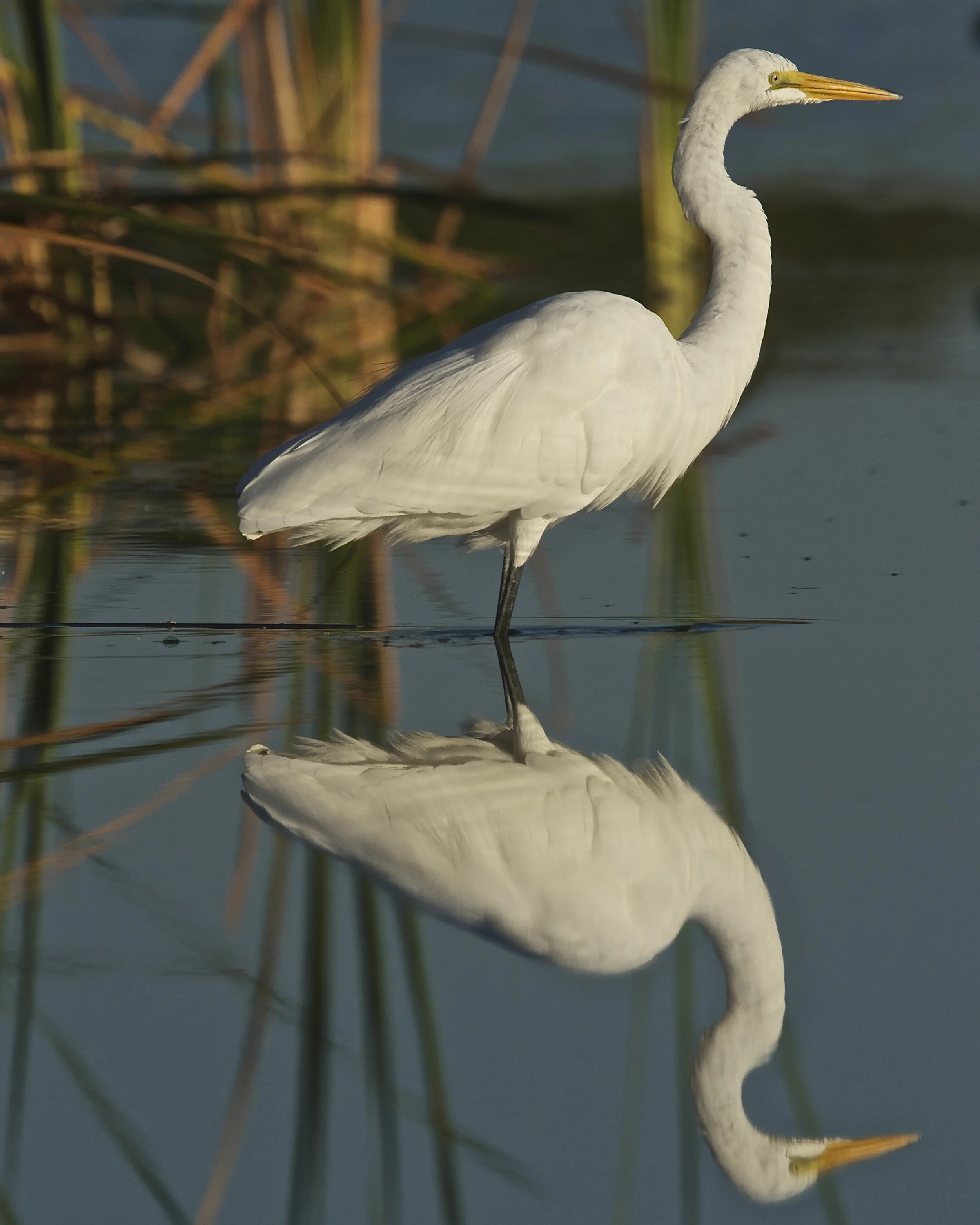 Great Egret reflection.