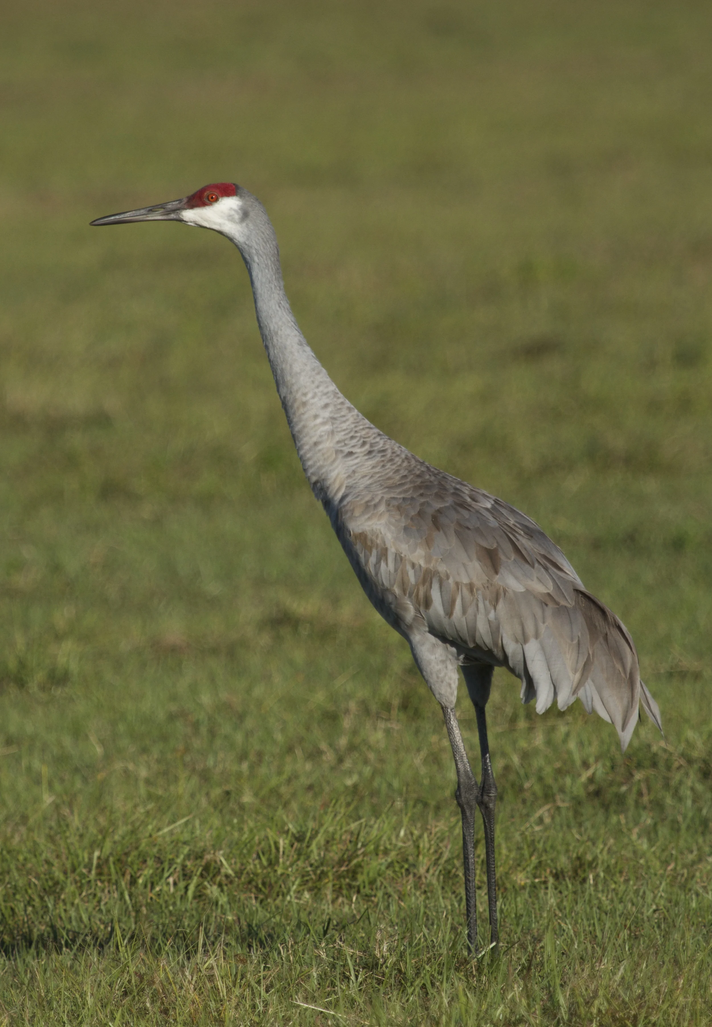 So this is what they look like in the sun.. My first sunny Sandhill Crane.