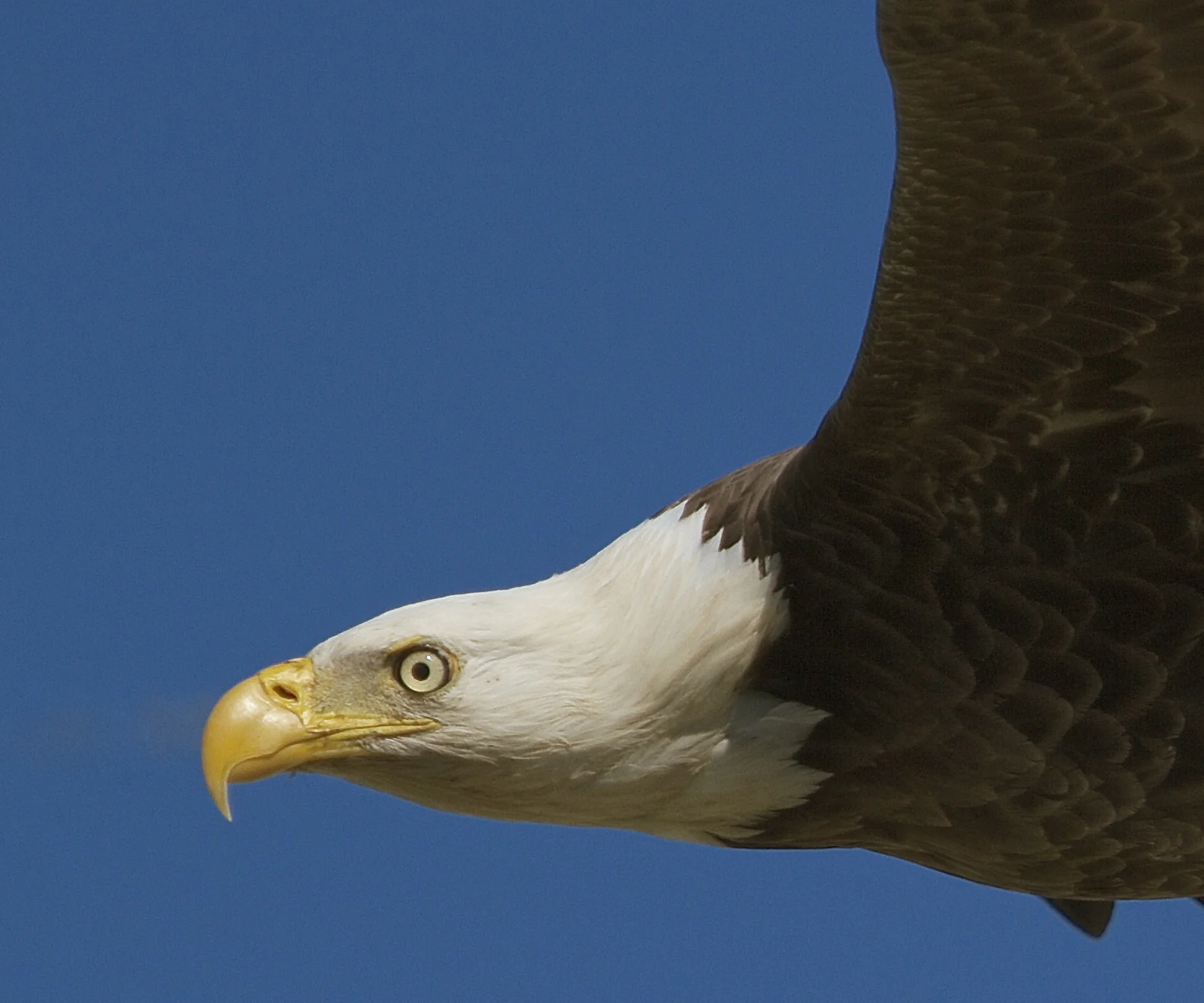 Ever look closely into the eye of an eagle? I did on this close fly by. 