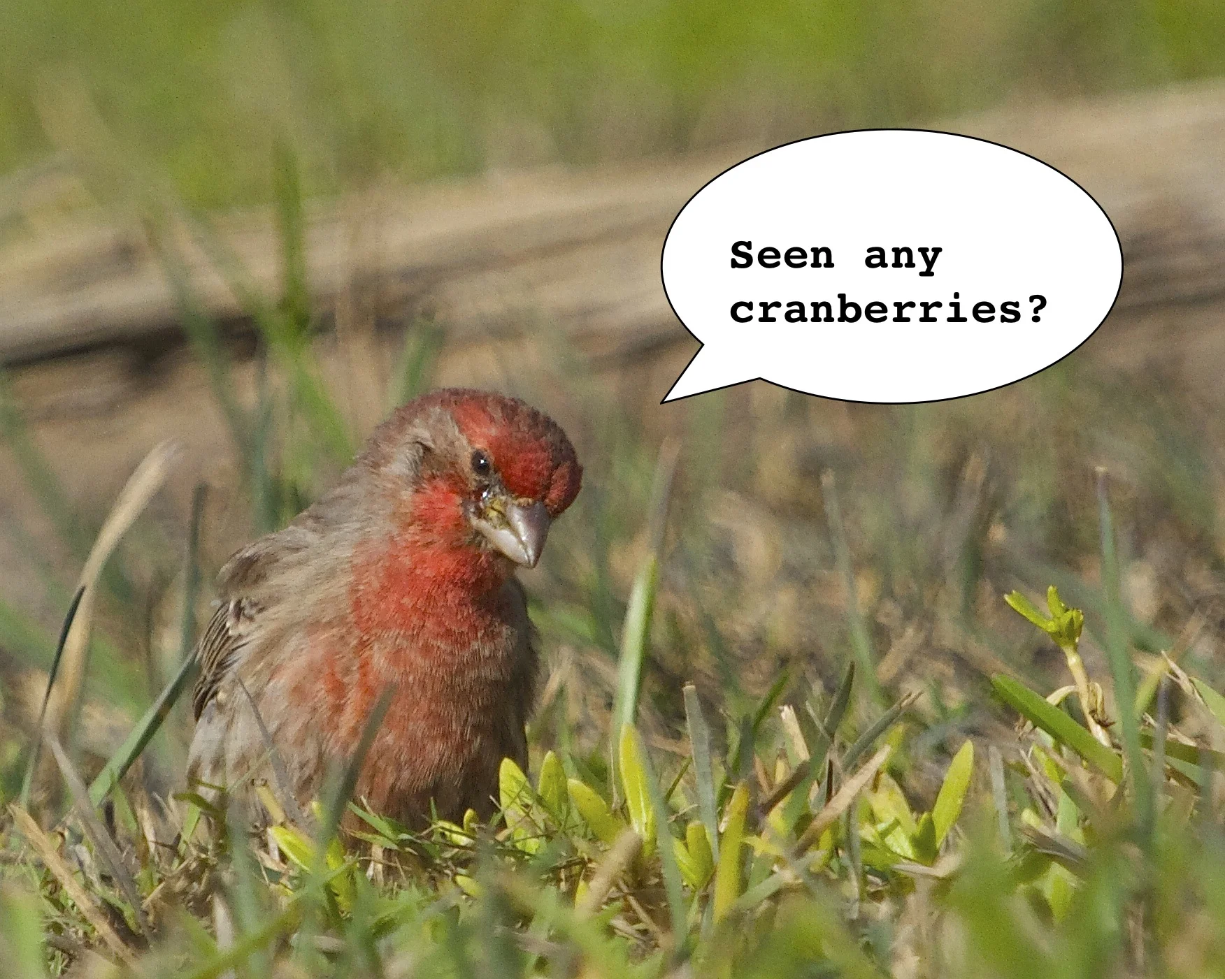 Got any cranberries?
