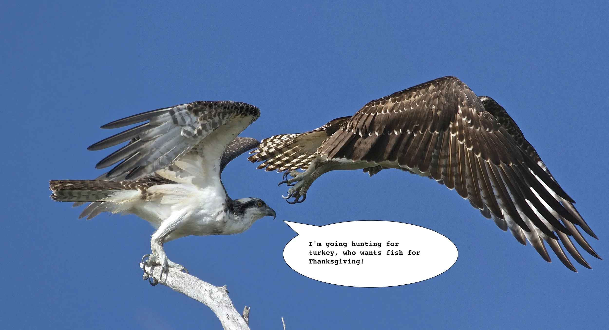 FISH SMISH...I WANT TURKEY, (time series Osprey launch).