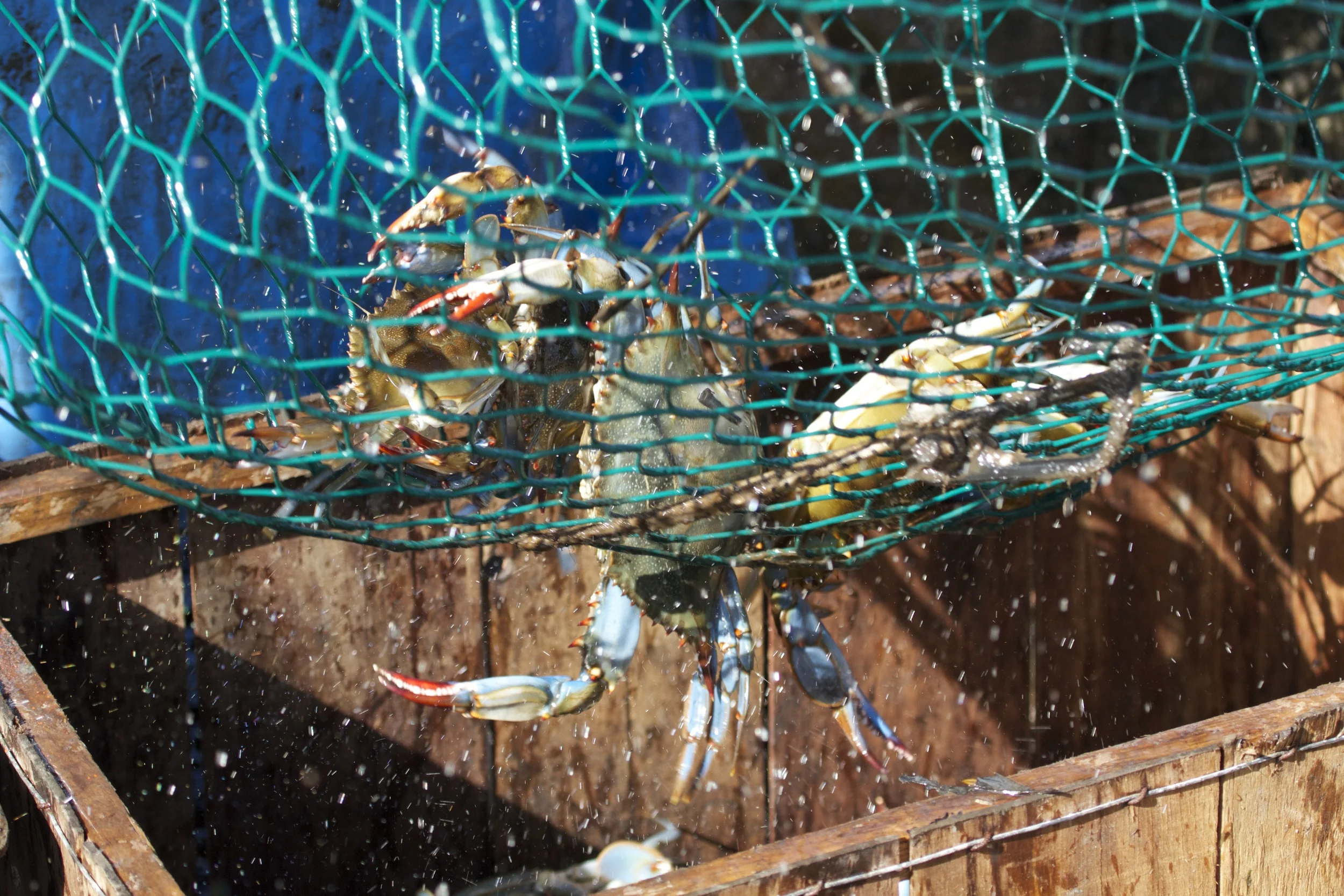 Fresh Blue Crab go into the box.