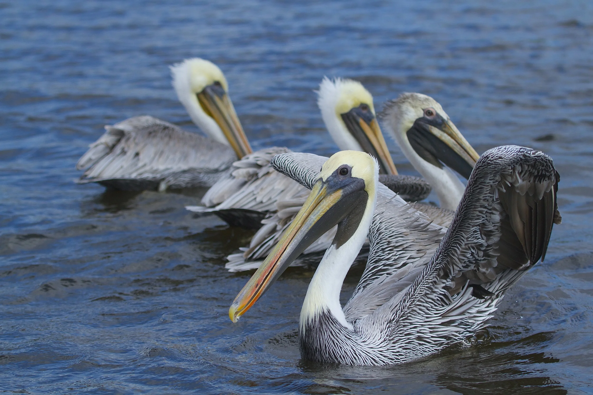 Eager beaks await some spare bait fish.
