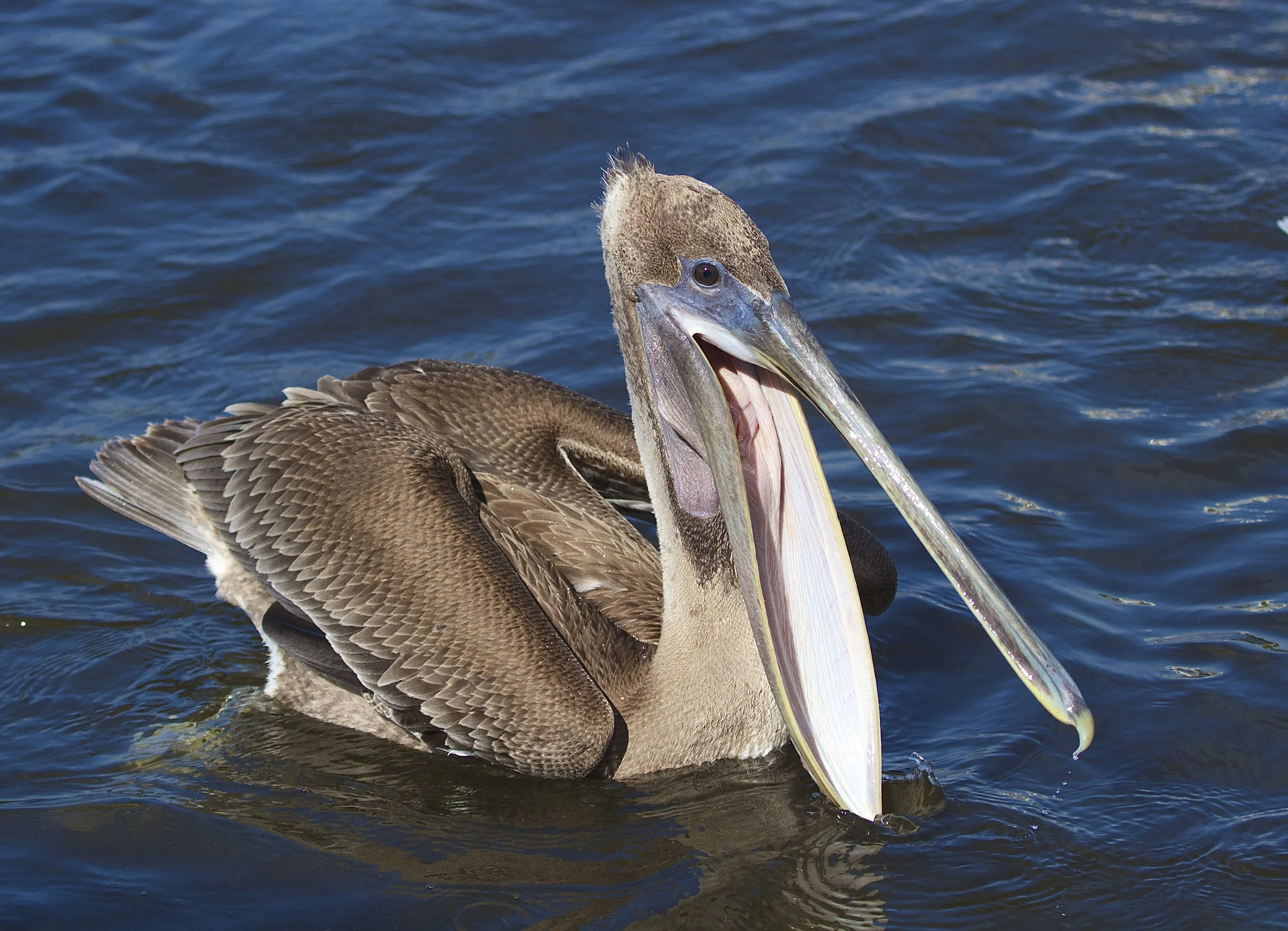 Say Ahhhh!..aw just gimme some fish! Juvenile Brown pelican.