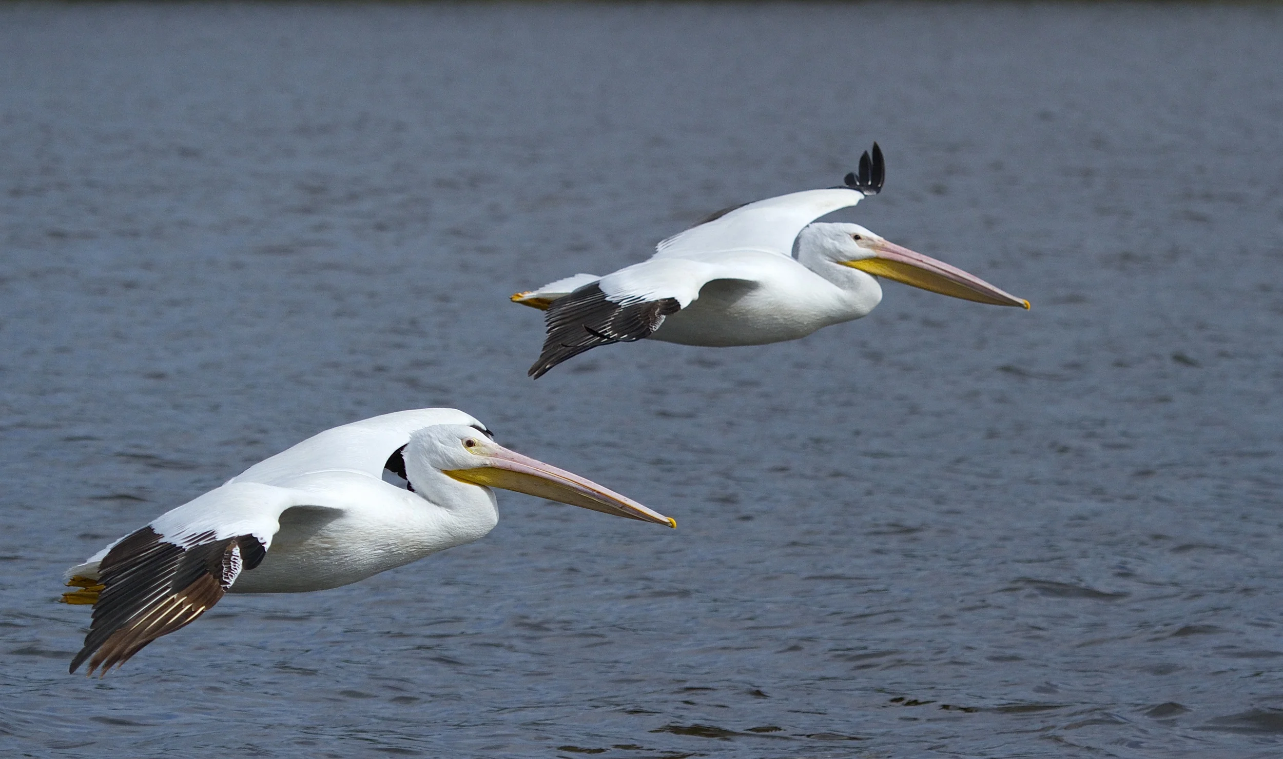Two White Pelicans join the parade.