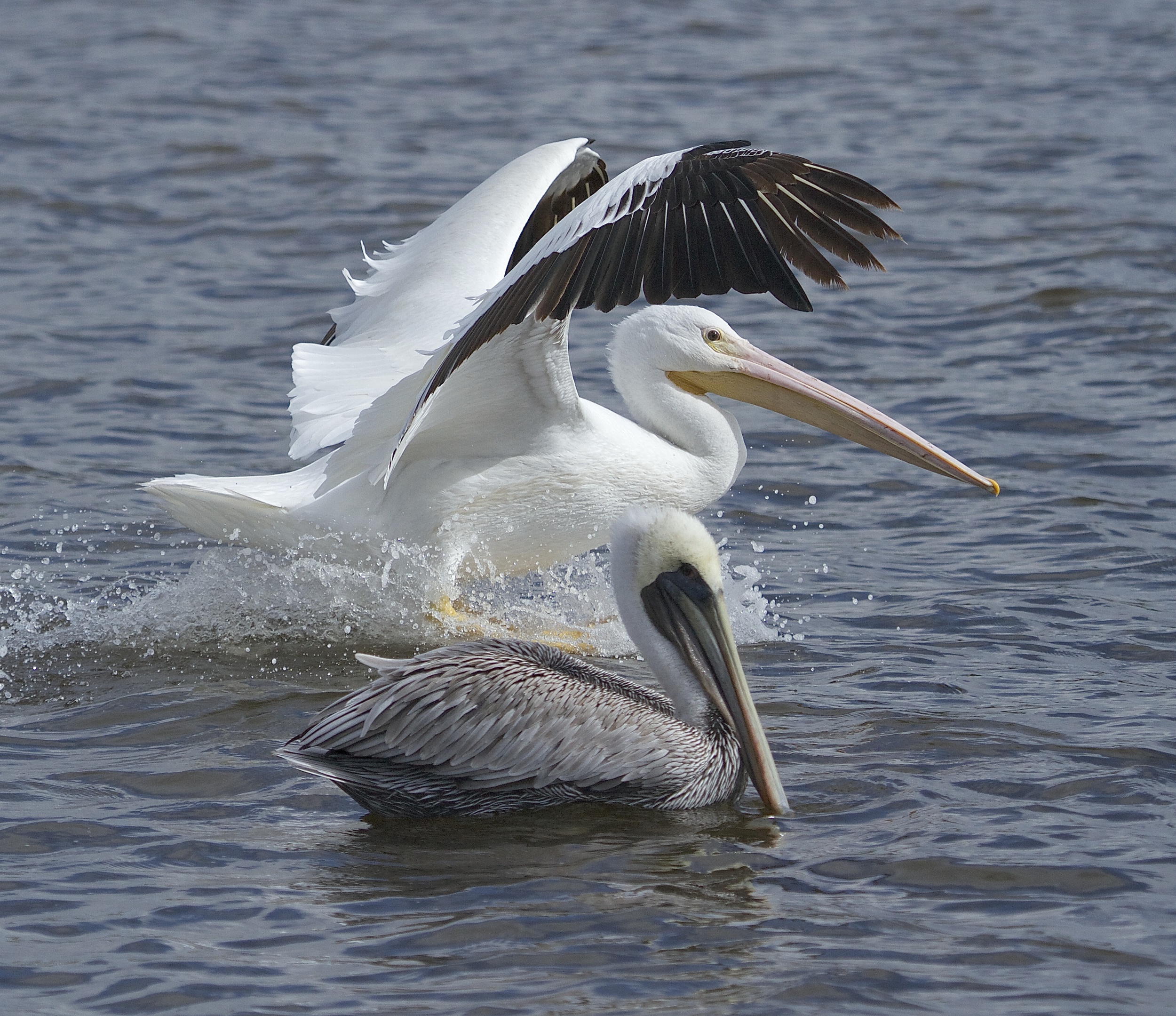 The White Pelican is nearly twice the size of the Brown.