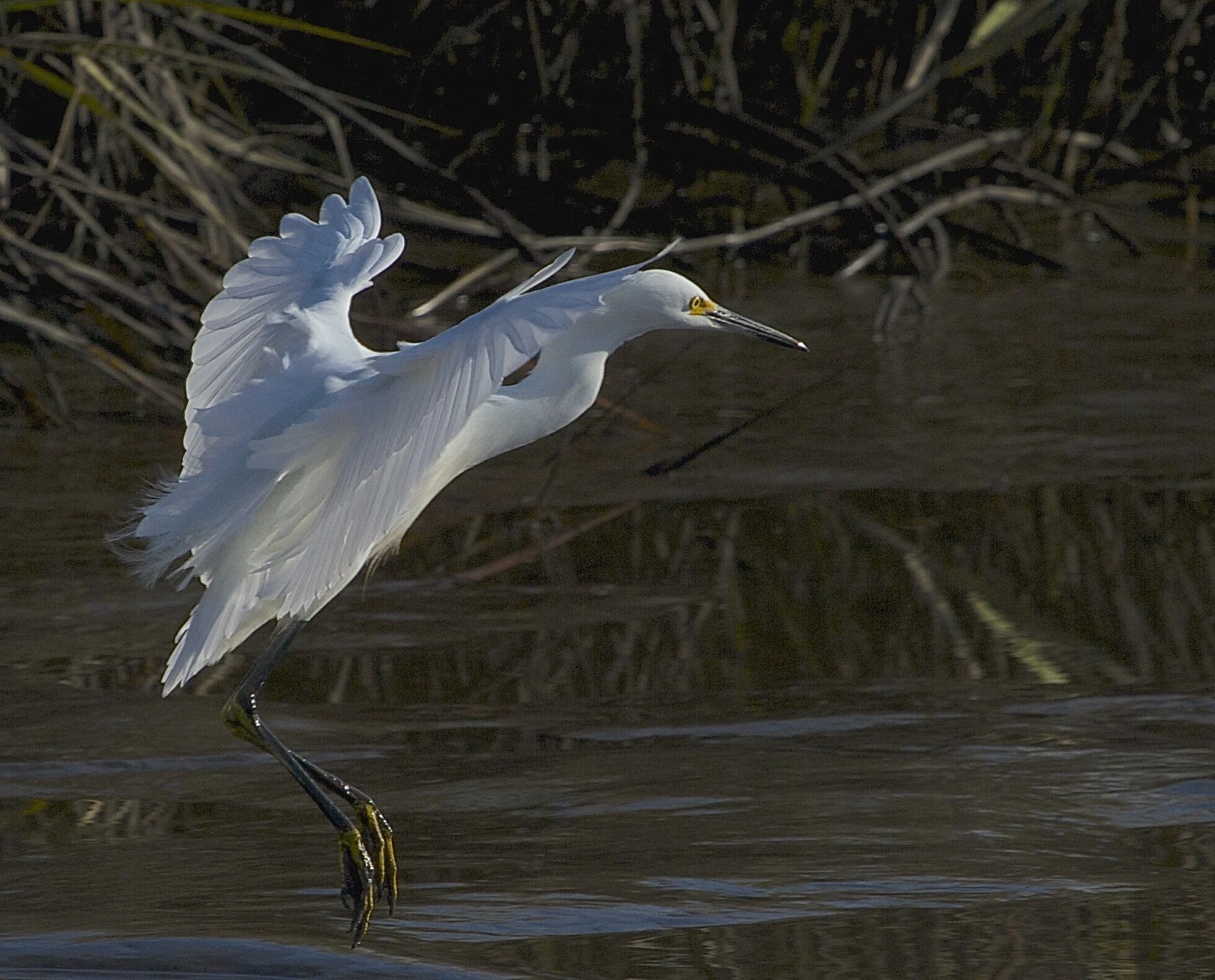 The sun reflecting on a Snowy Egrets wings is the only "snow" I see.