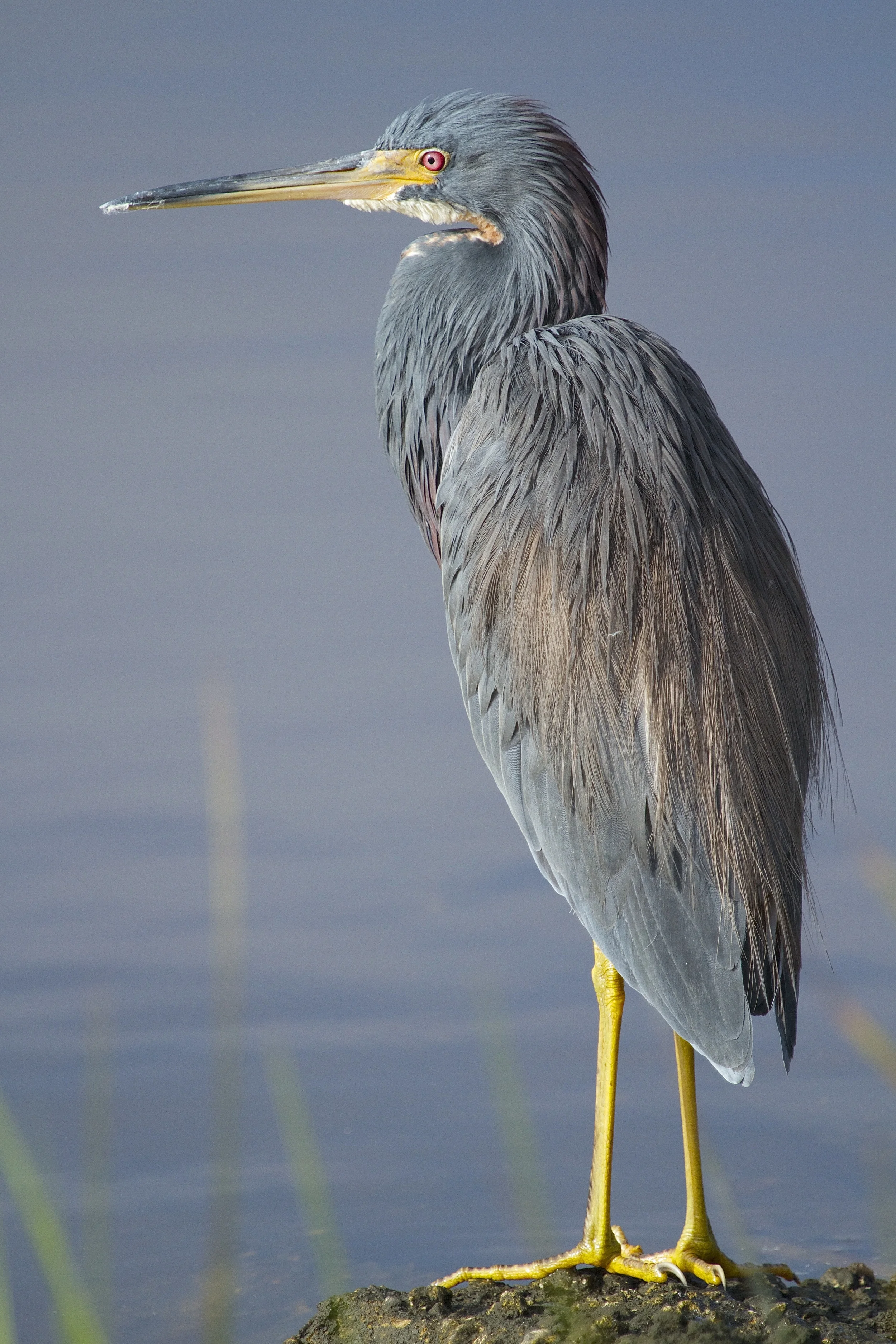 Bout time you got up the Tricolored Heron seems to say.