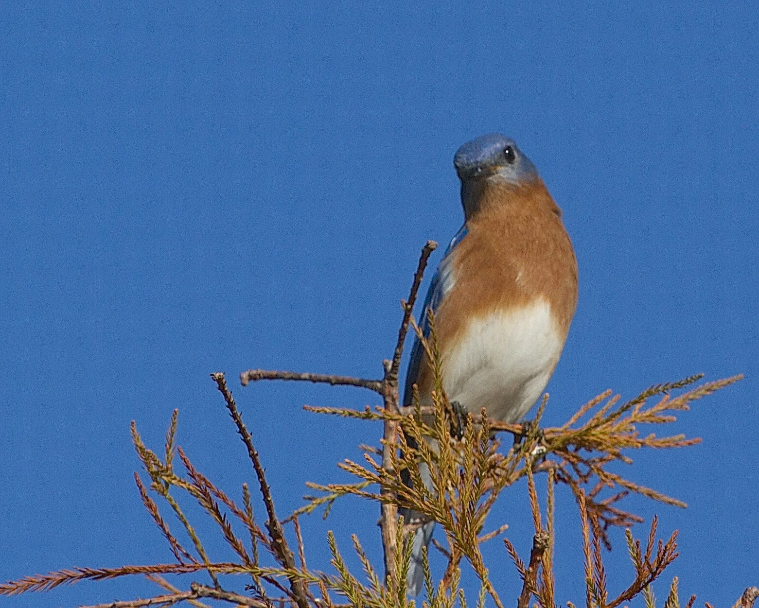 The Bluebird eyes me from the top of the General.