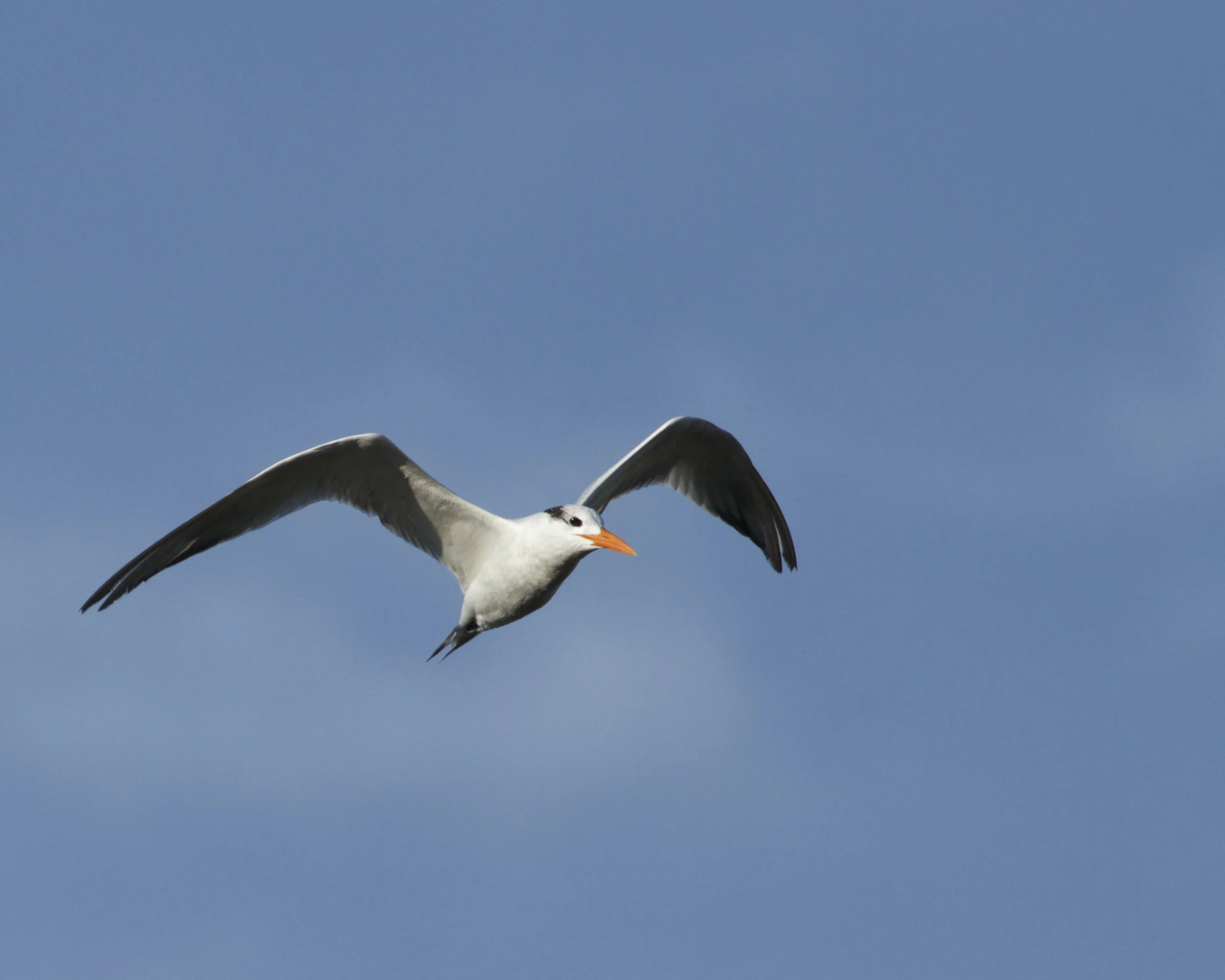 A royal tern hunts for breakfast on this fine winter morning on the Broward. See ya next week!