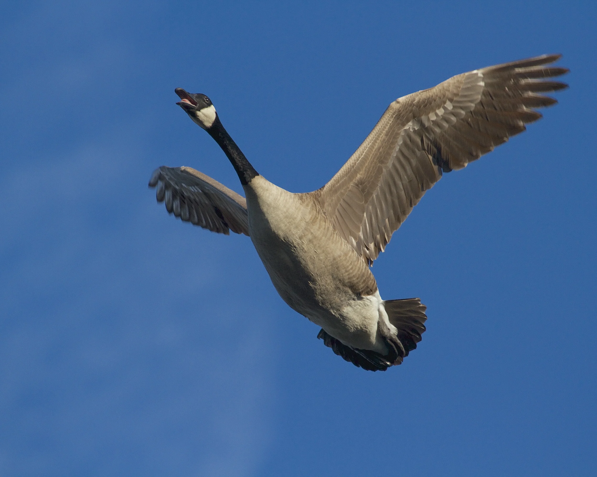 GOOSE!, tag, you're it! Canada Goose fly by.