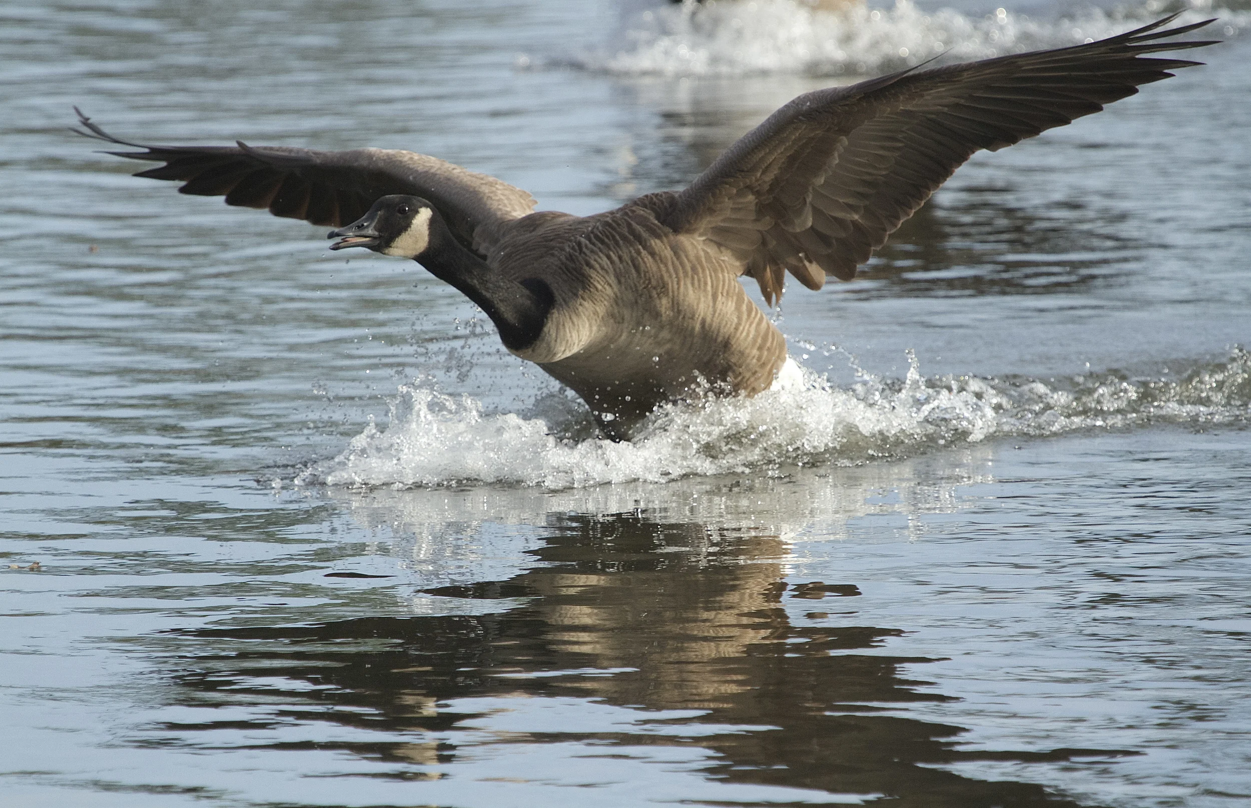 Touchdown! The Goose has landed..sorta