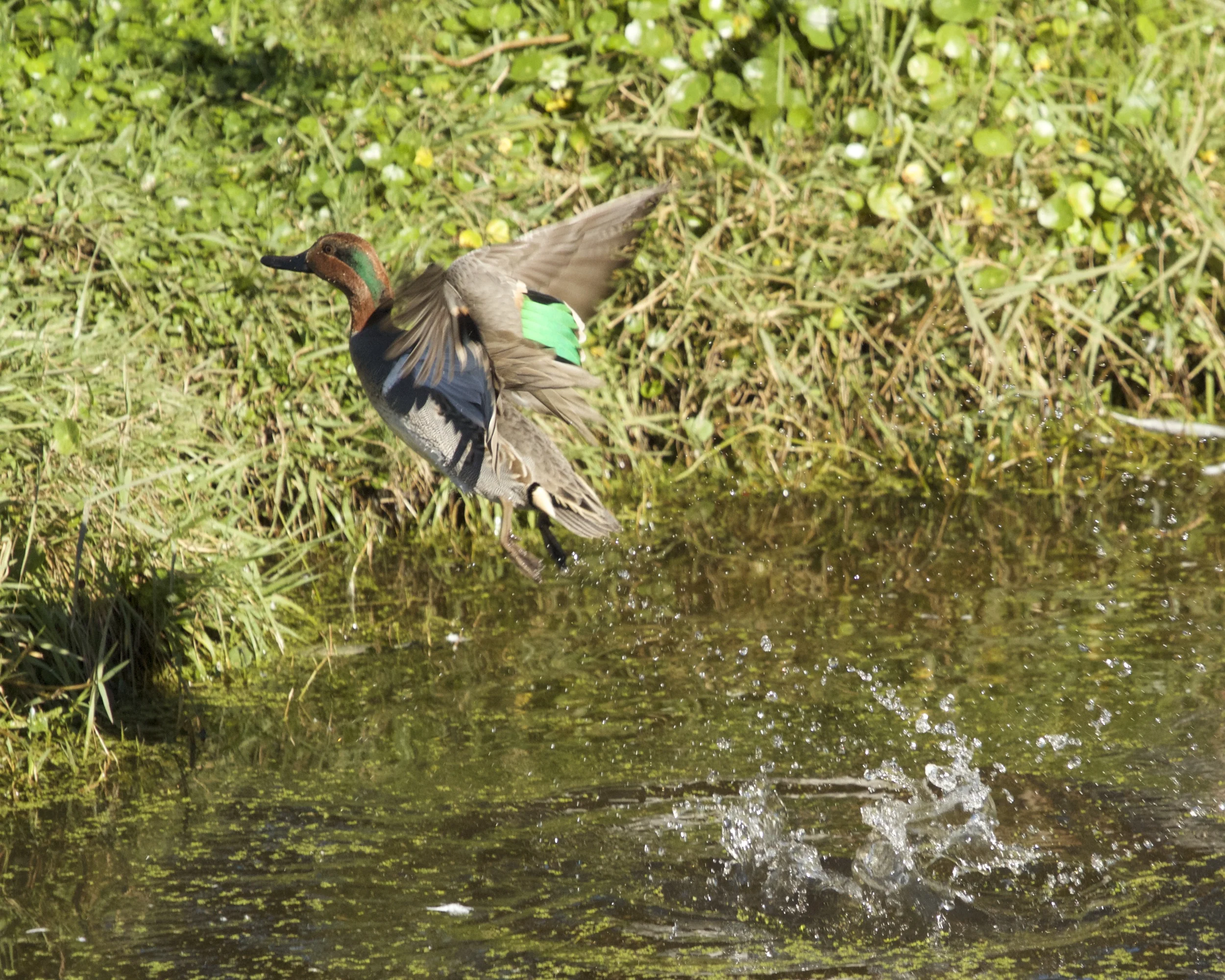 Green Wing Teal blast off!