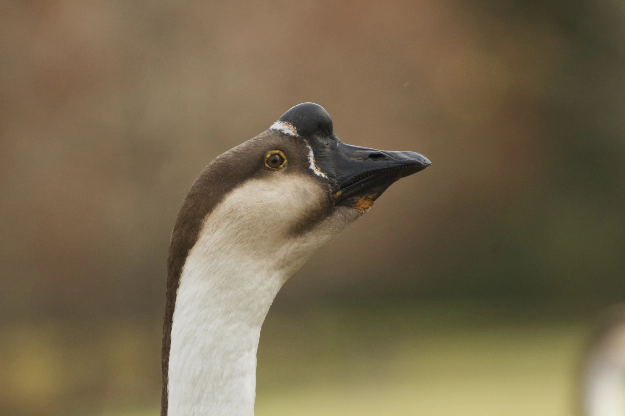 Hey, you lookin at me?
