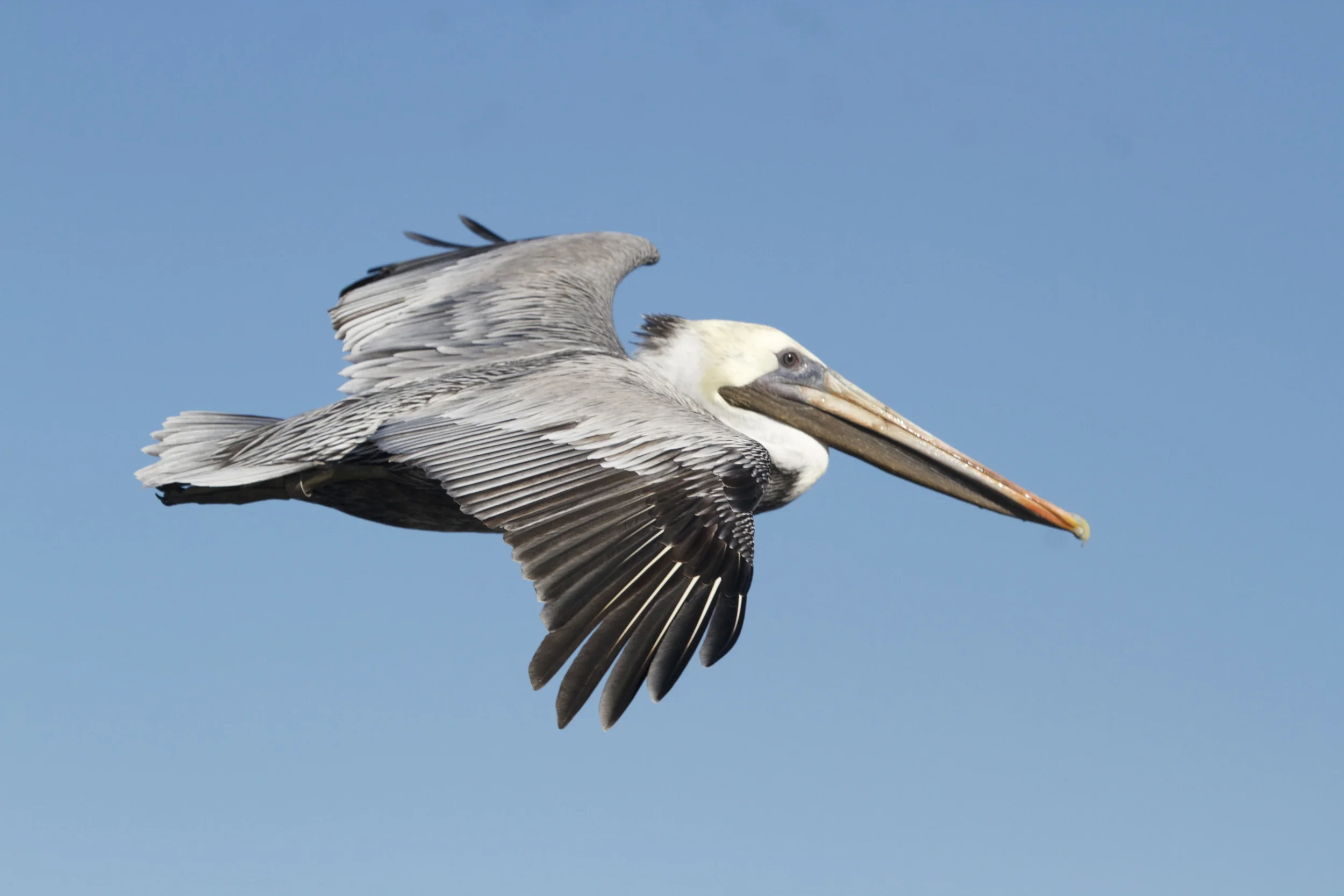 Fly away!