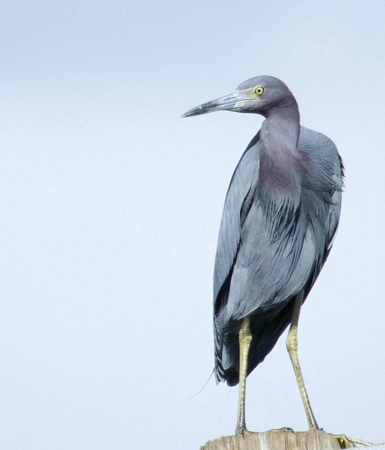Little Blue Heron, the smallest of the Blue Herons. White when born.