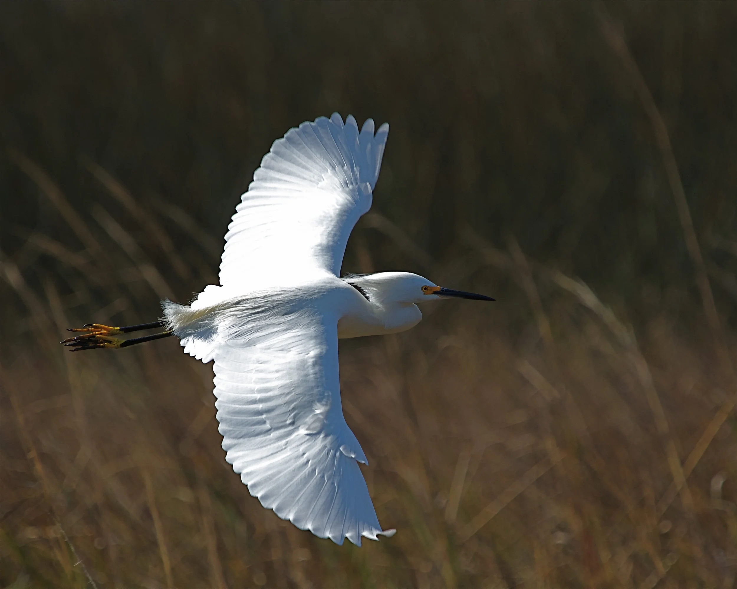Snowy Egrets, smaller in size than the Great Egret, with black beak, yellow feet. Graceful yet comical clowns of the Broward.