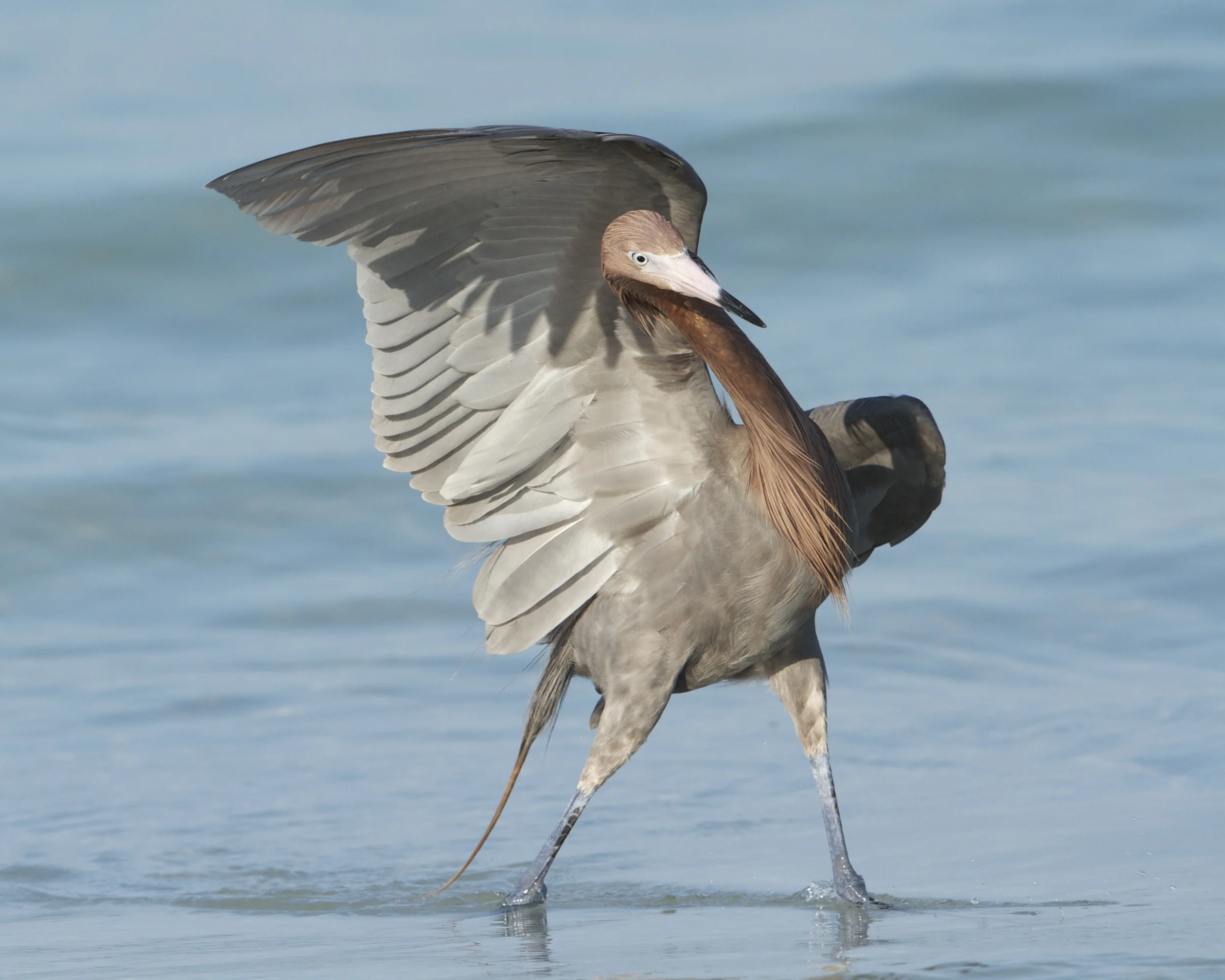 Reddish Egret, loves to dance in the surf. A White morph variant also occurs.