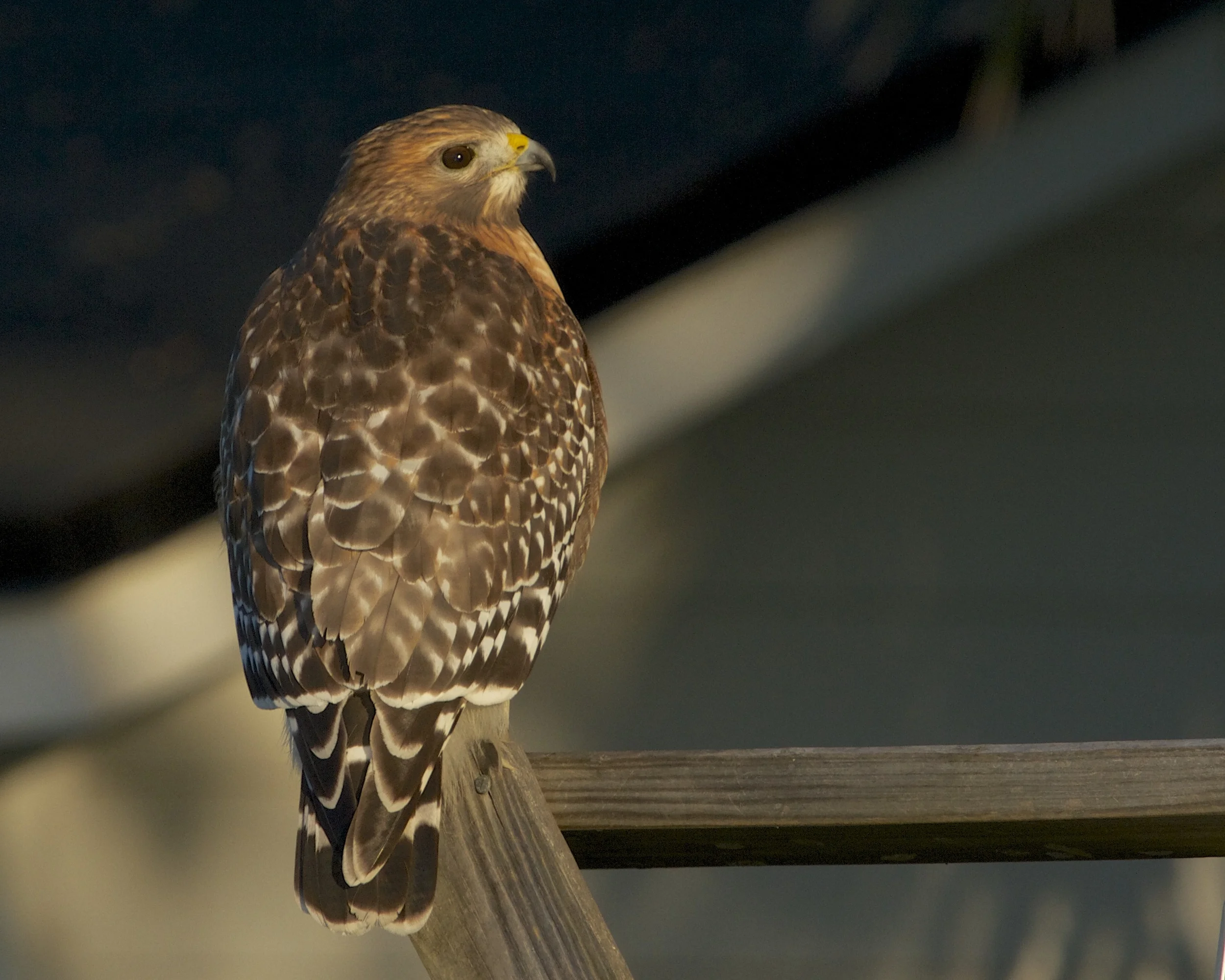 Red Shouldered Hawk