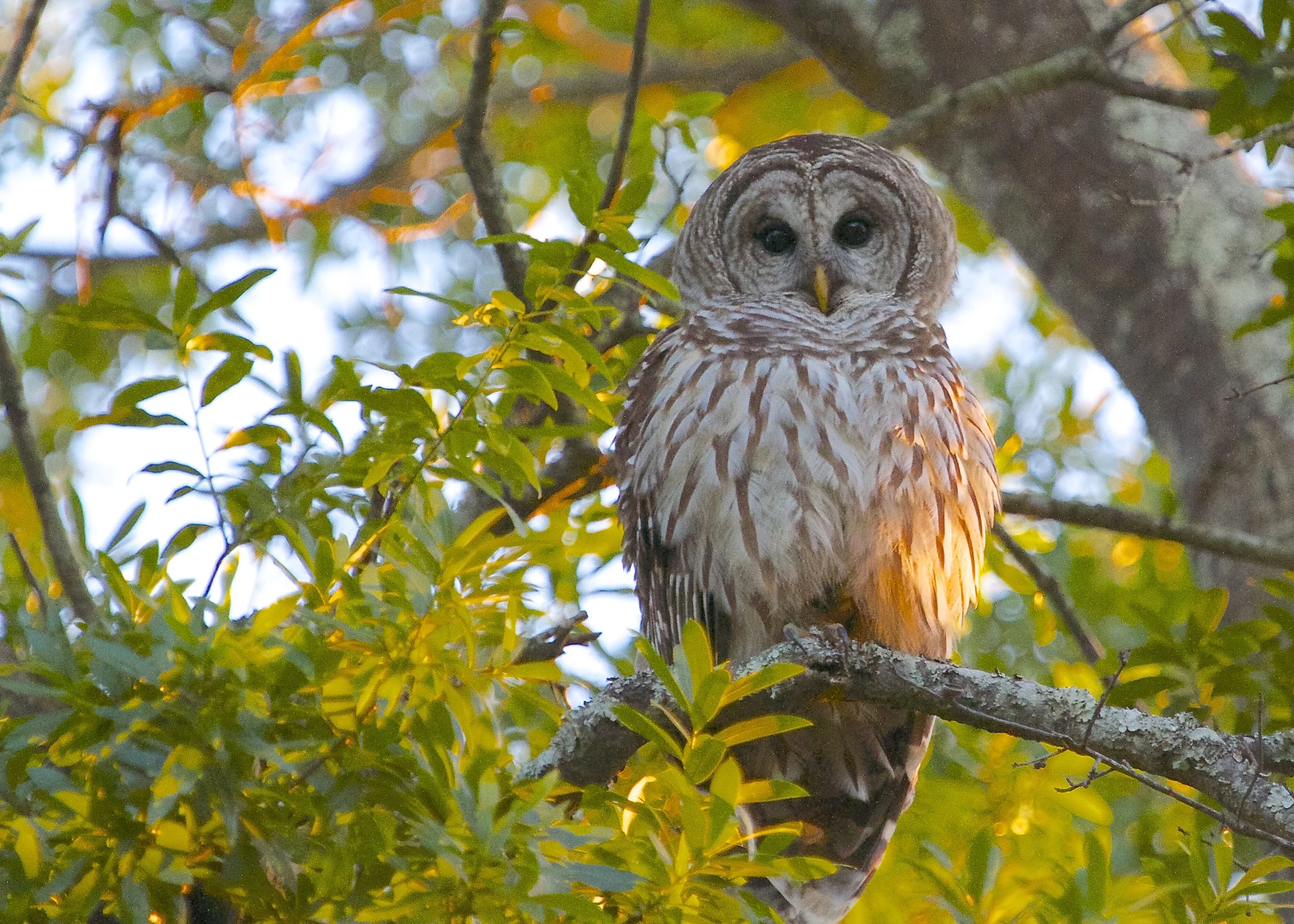 Barred Owl watching nest.