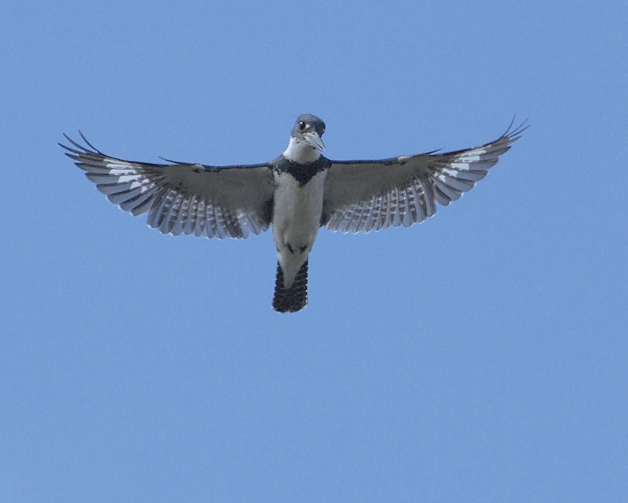 Funky the Belted Kingfisher