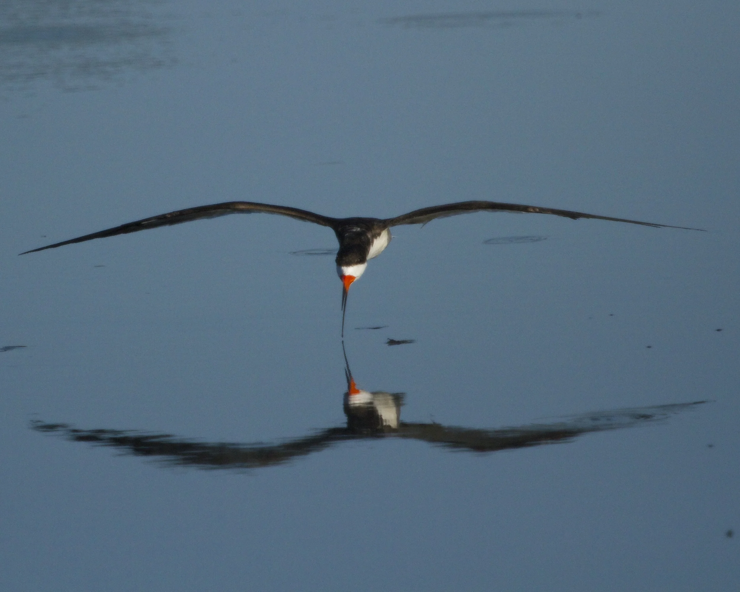 Black Skimmer reflection