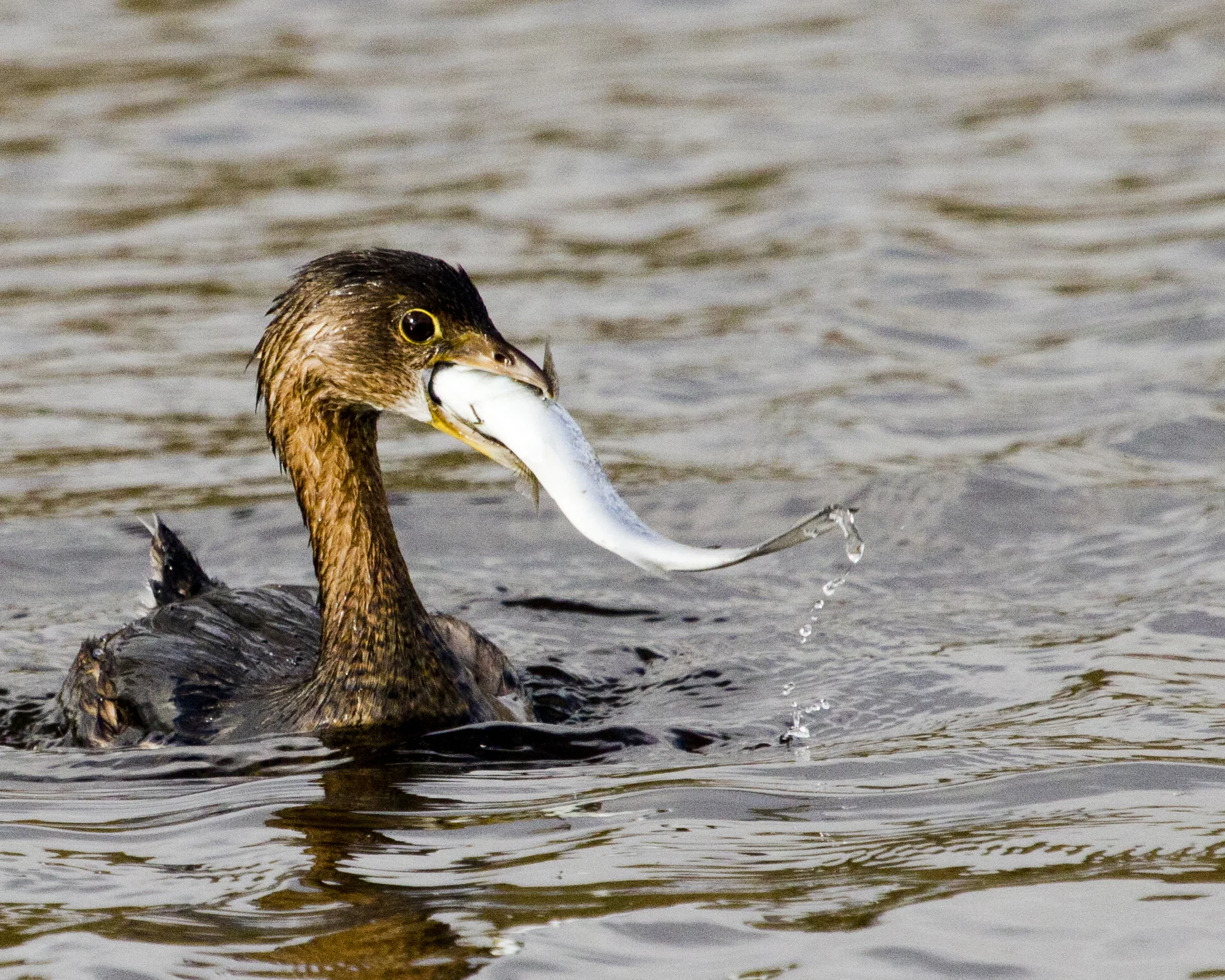 Pied Billed Grebe with fish.