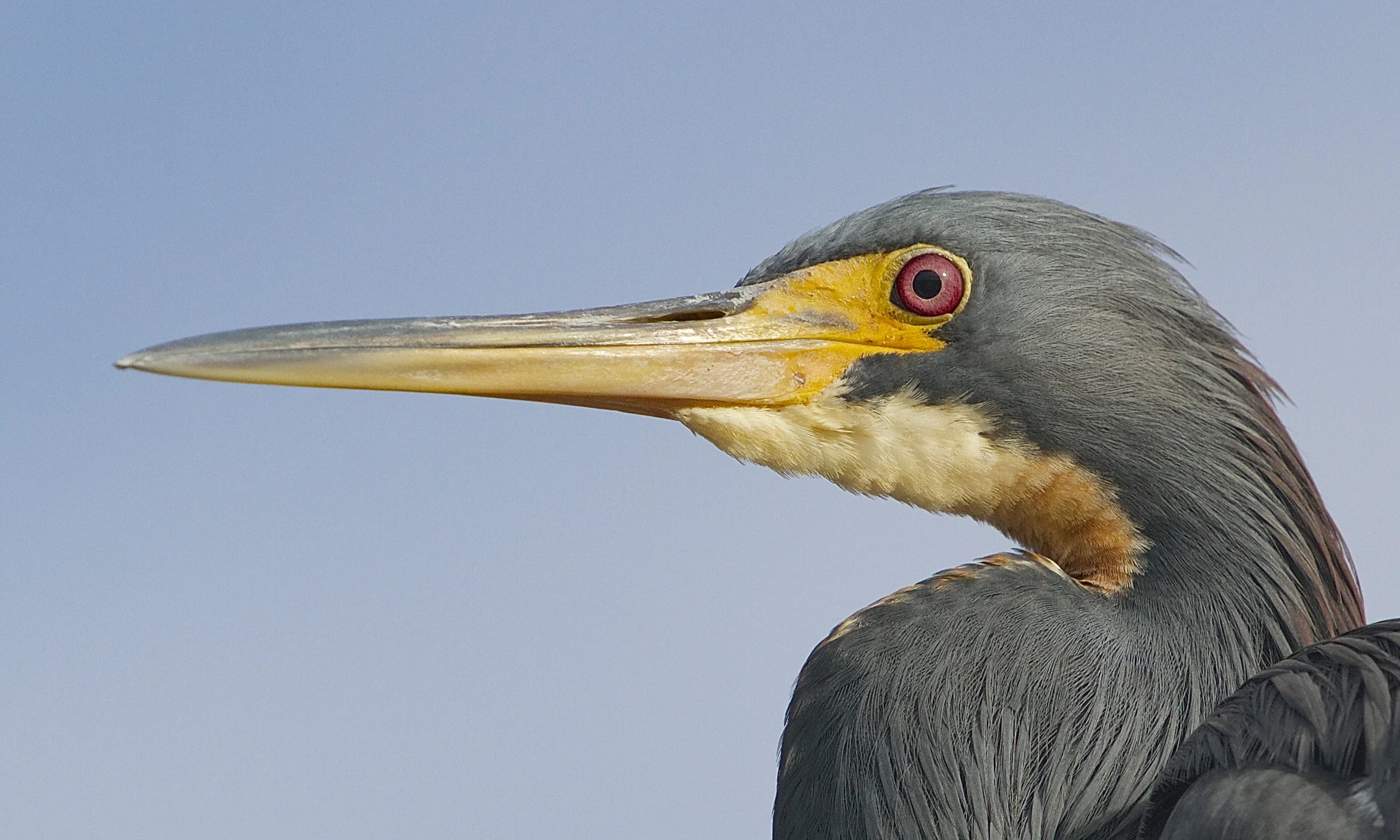Tricolored Heron Profile
