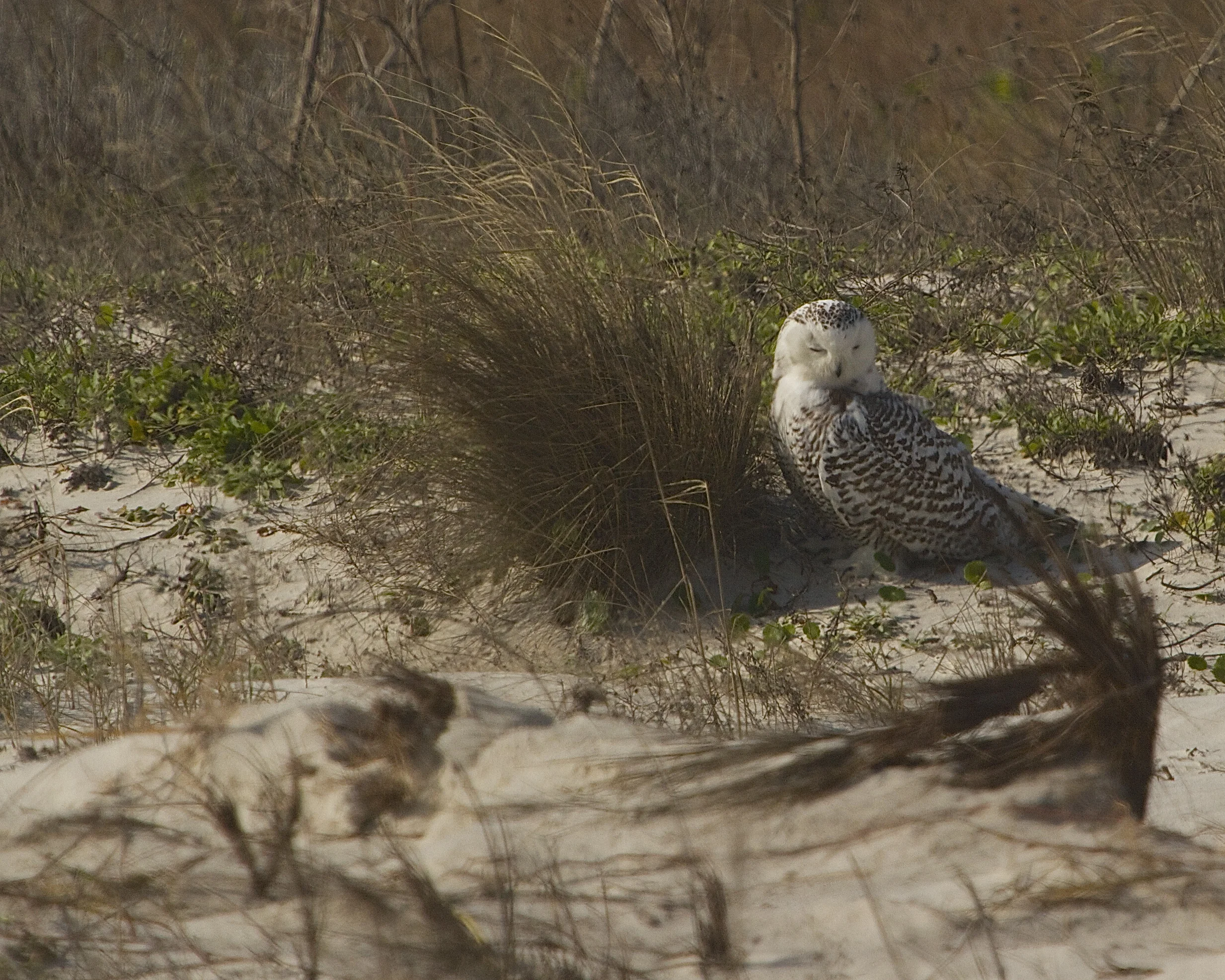 A " Stressed" Snowy Owl sits on the dune..for two hours..