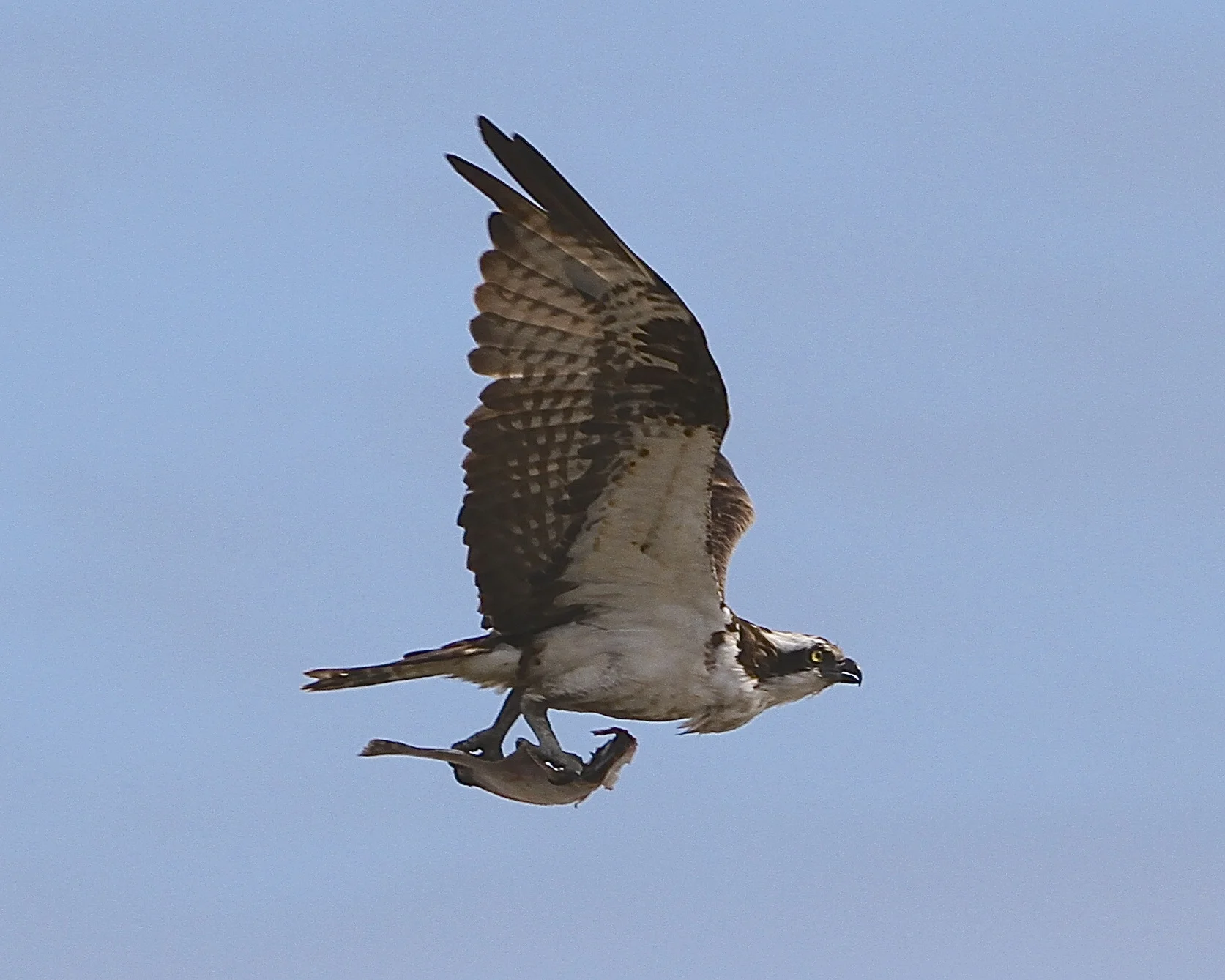A Stressed Osprey just says I'll fly away!