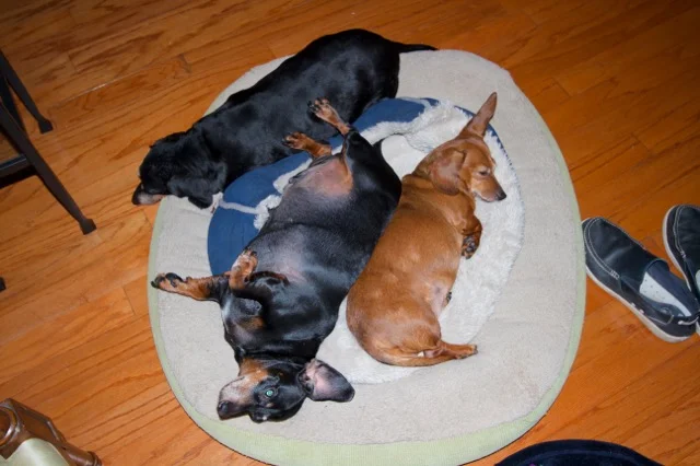 Three "stressed" wiener dogs by the fire..have an attitude of gratitude today!