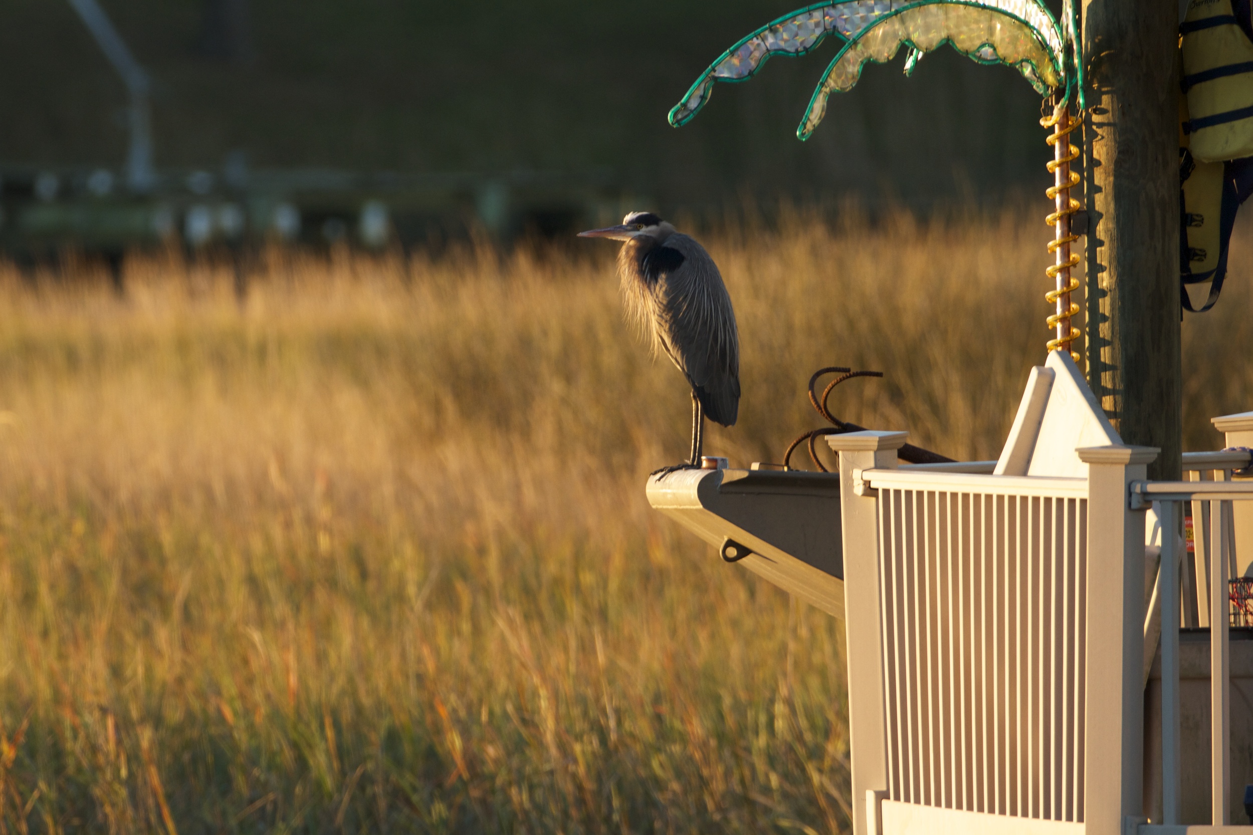 It's Deja Vu all over again. Old Man River, the Great Blue Heron begins the year like the last, on his favorite perch.