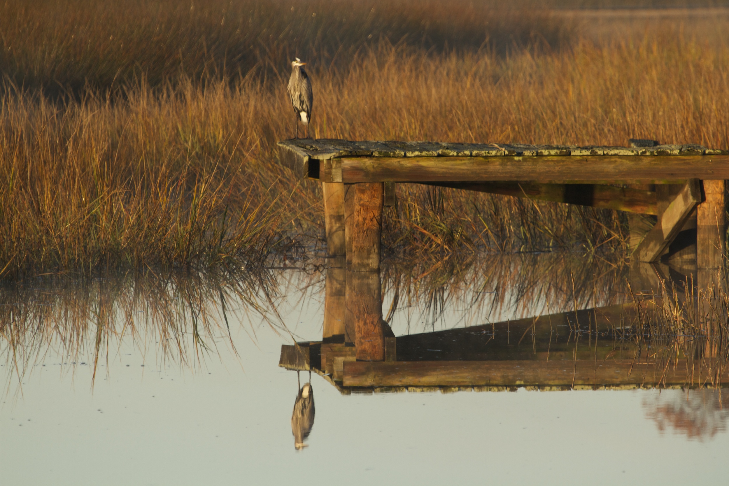 Old Man River retreats to his other favorite pier.