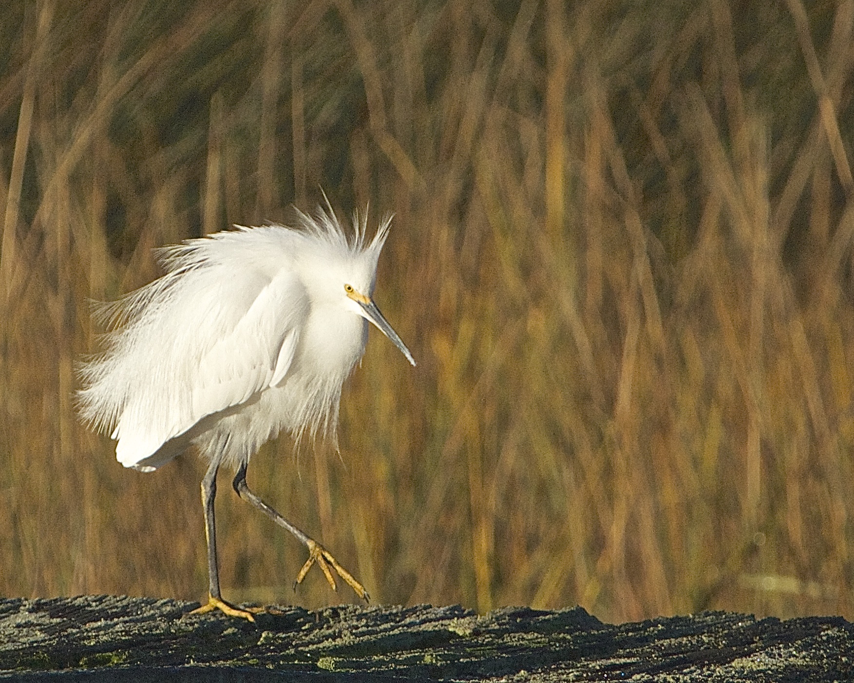 The Snowy is perturbed with one of the other egrets and chases it off.