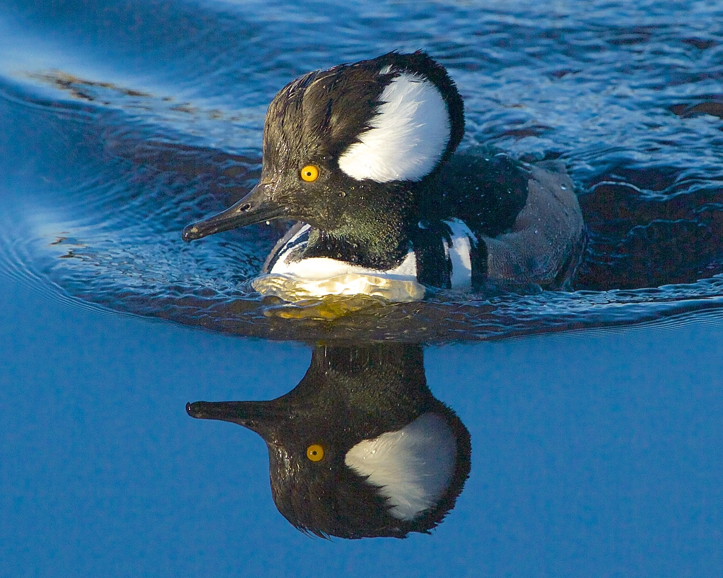 Male Hooded Merganser
