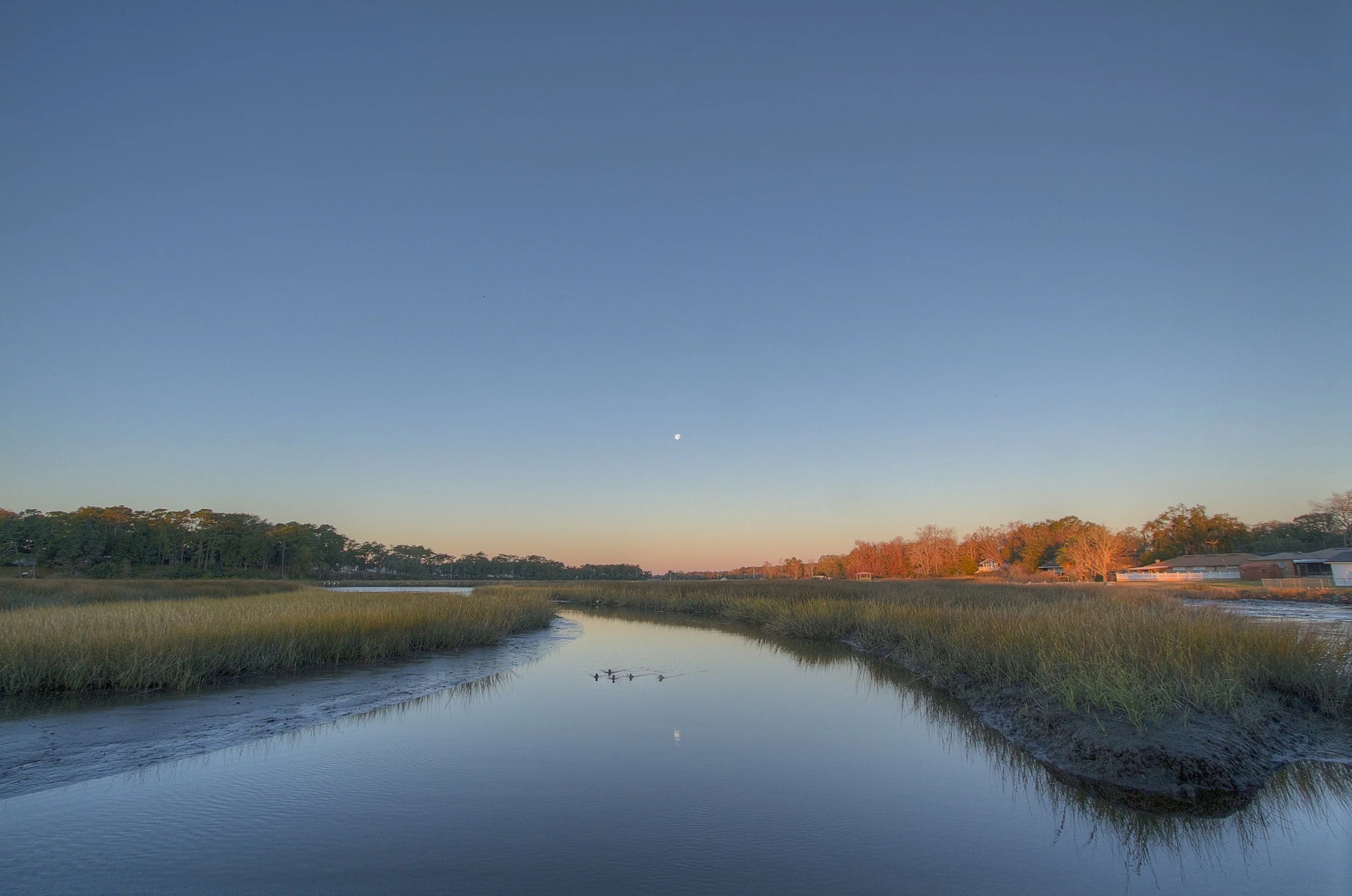As the moon sets and the sun rises, a raft of female Hooded Mergansers round the channel.