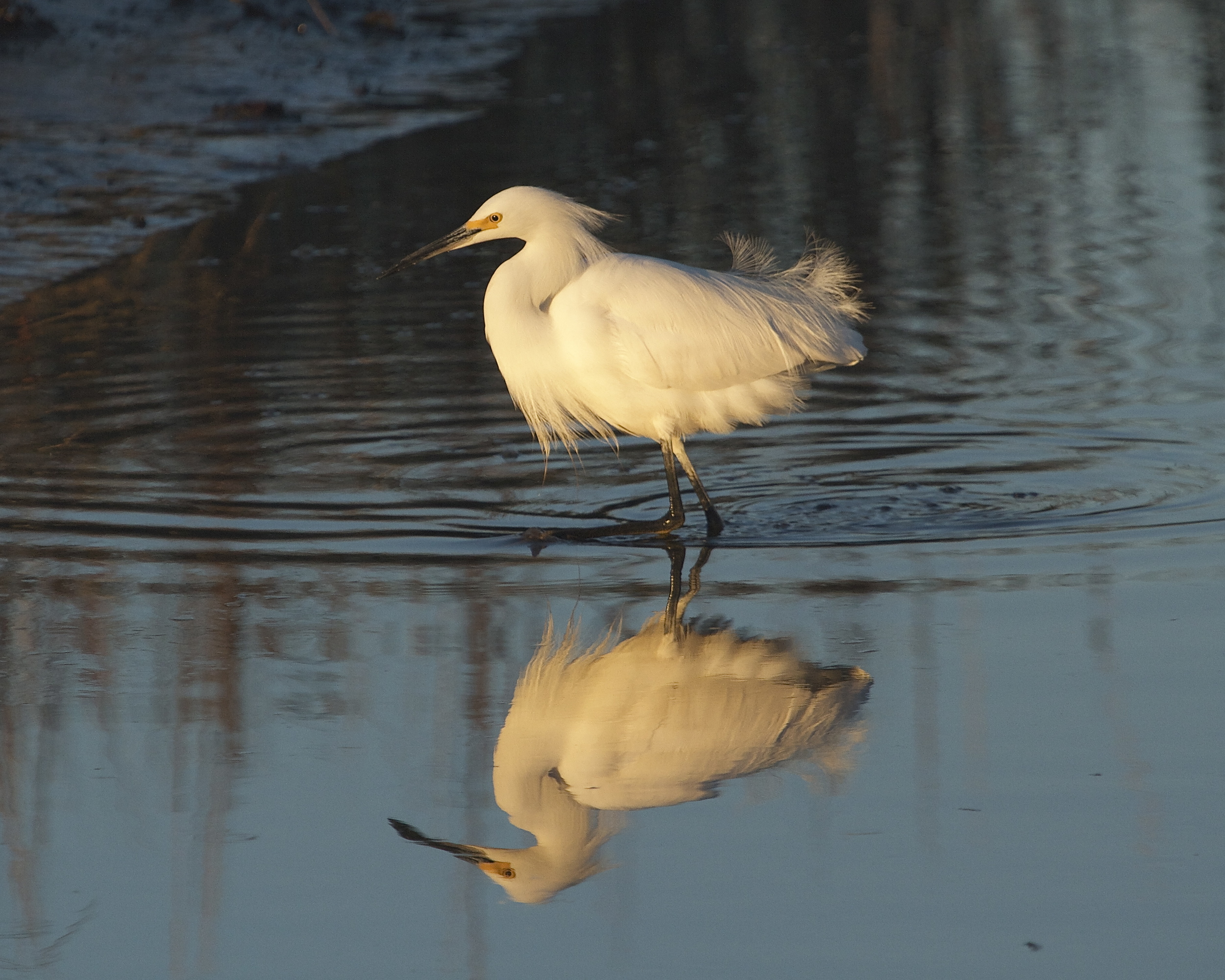 Snowy Egret trails the hoodies looking for opportune catches.