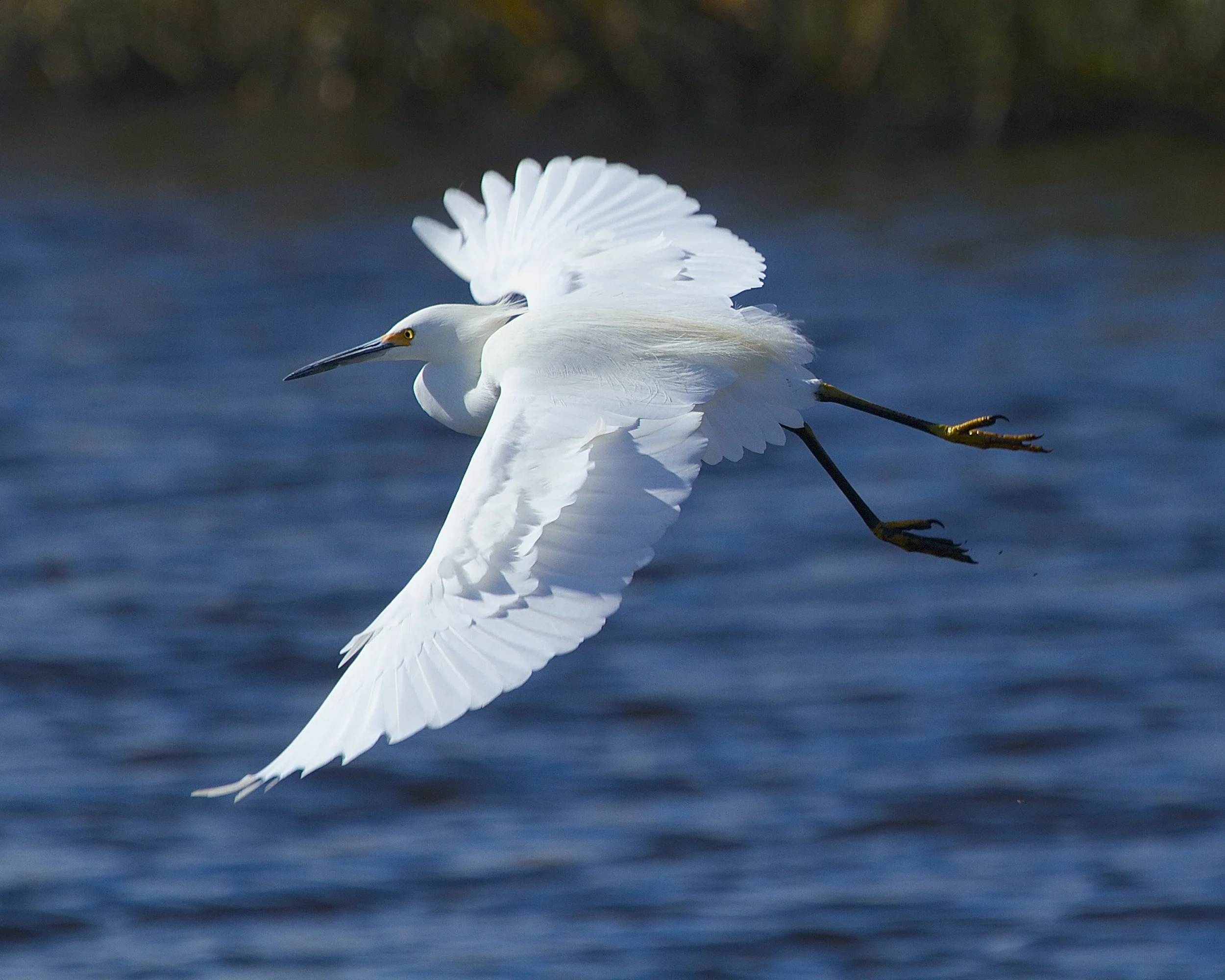 Snowy making an approach. Broward Tower this is Snowy, requesting Emergency landing!