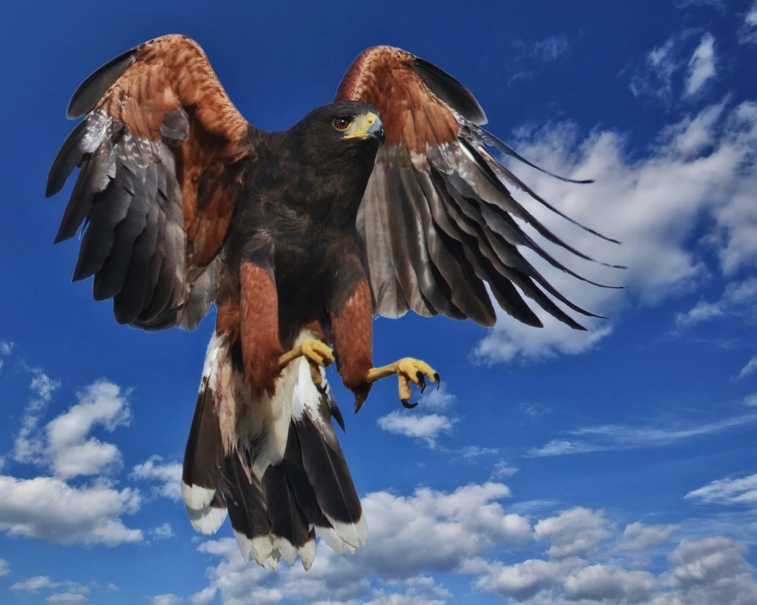 Harris Hawk comes in for a landing!