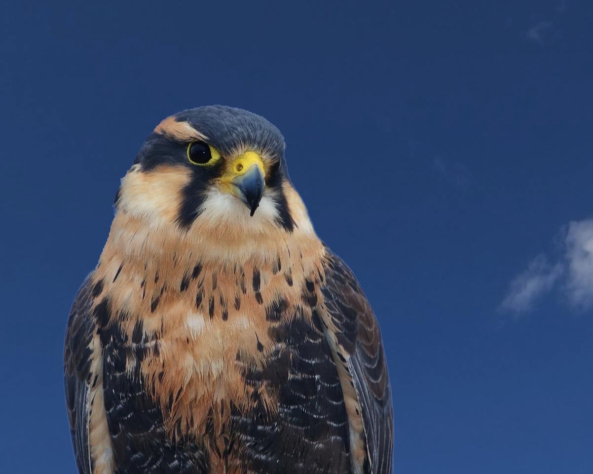 Rare Alpomado Falcon.