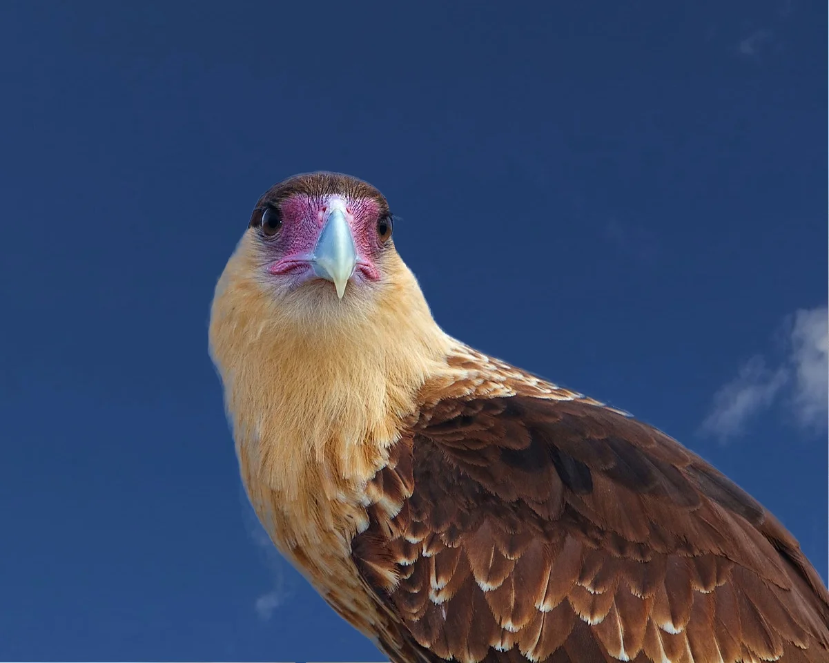 Crested Caracara, the national bird of Mexico.
