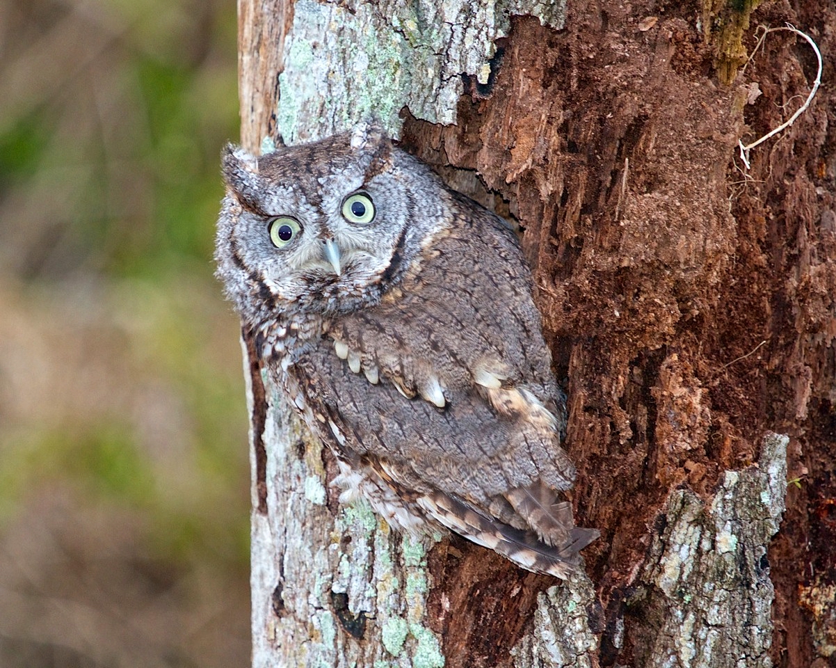 Eastern Skreech Owl. Perfect natural camouflage.