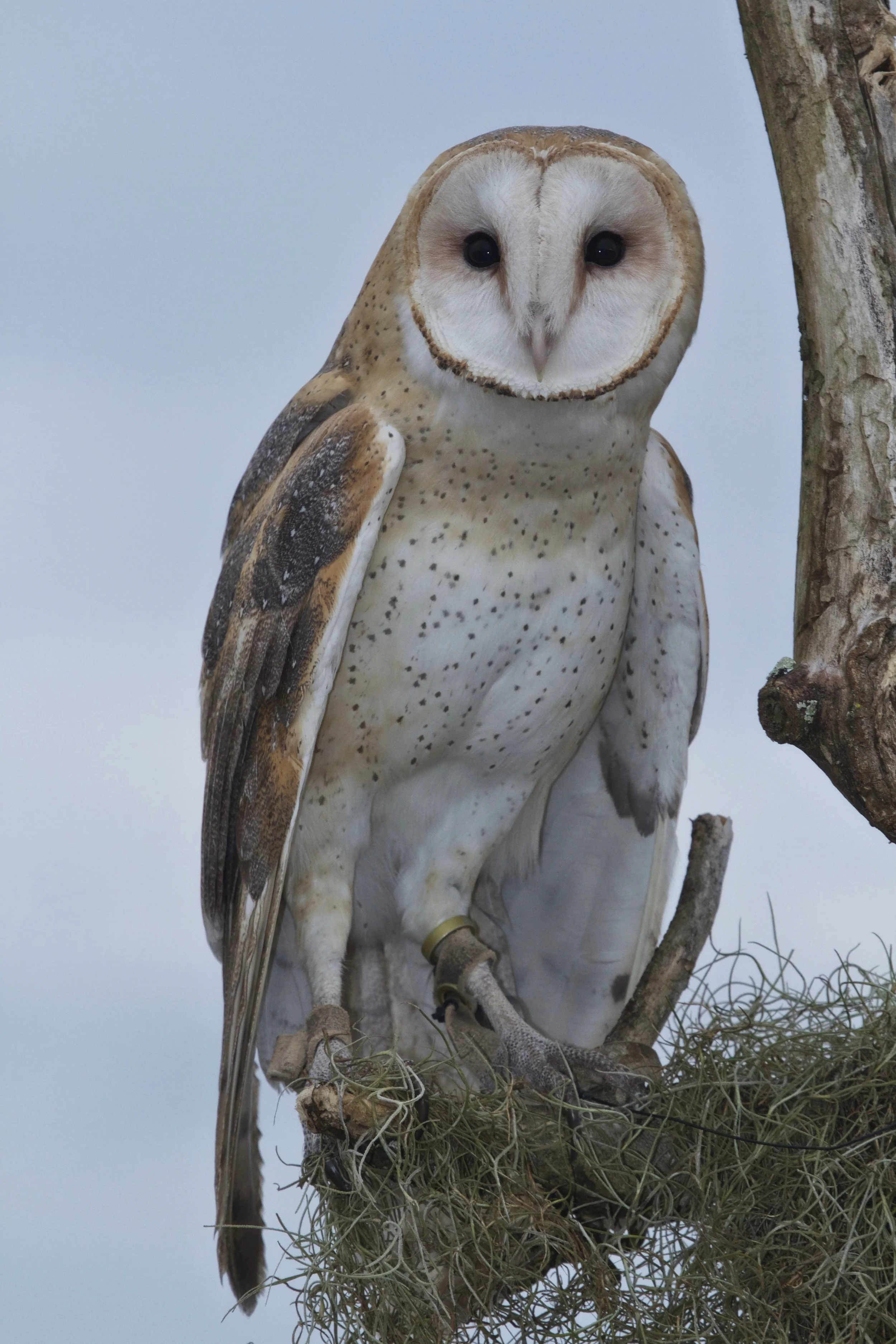 Barn Owl. Who Dat?